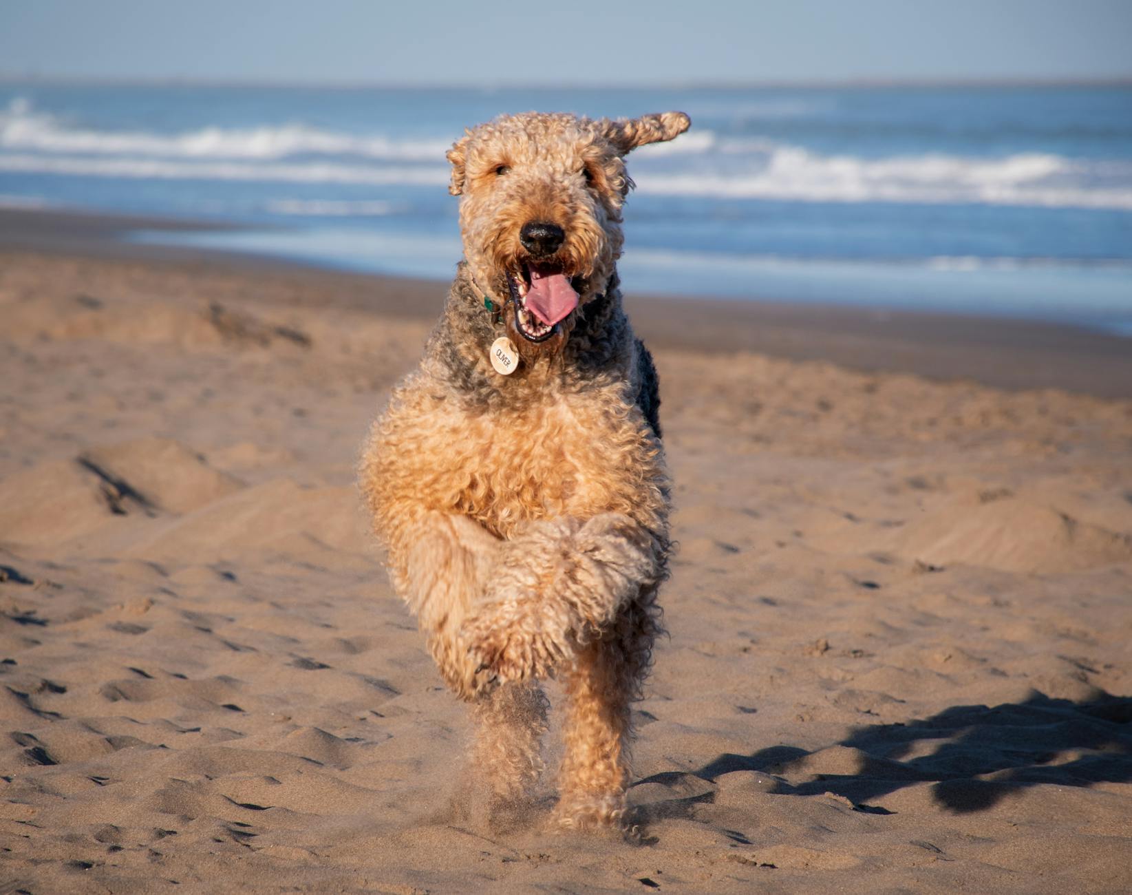 אירדייל טרייר