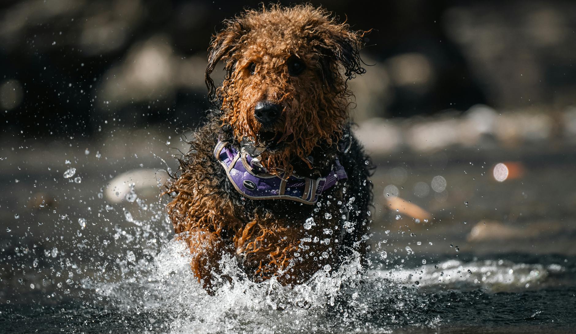 אירדייל טרייר