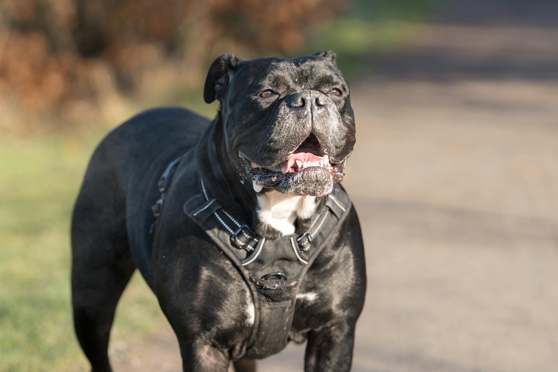 אלפהה בלו בלאד בולדוג