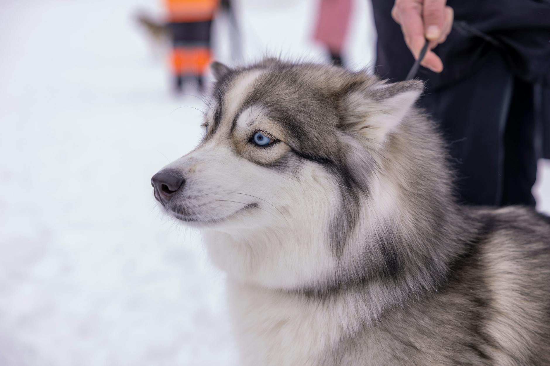 האסקי אלסקאי