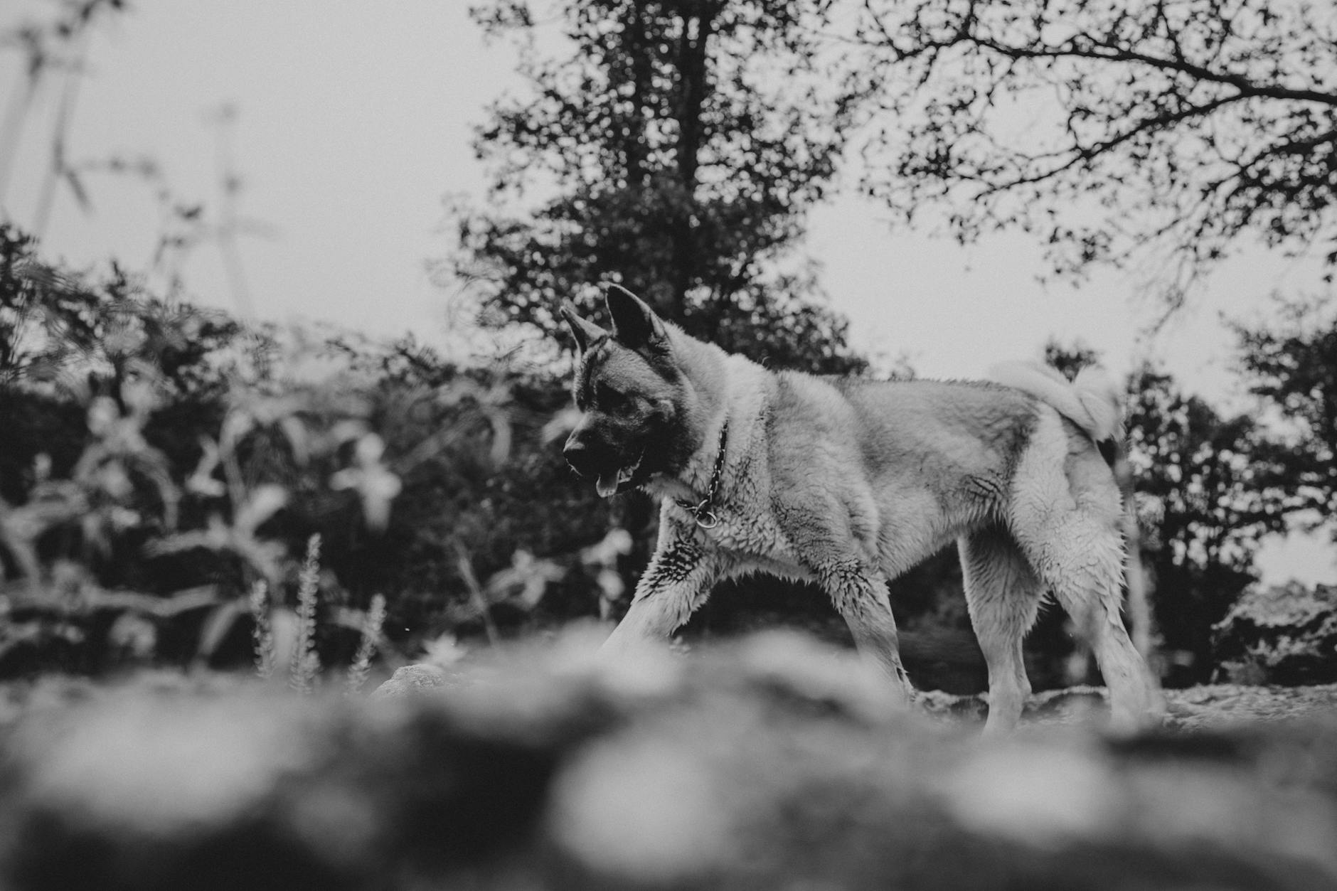 אקיטה אמריקאי