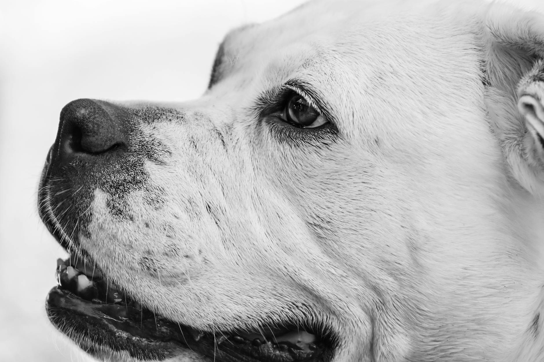 בולדוג אמריקאי