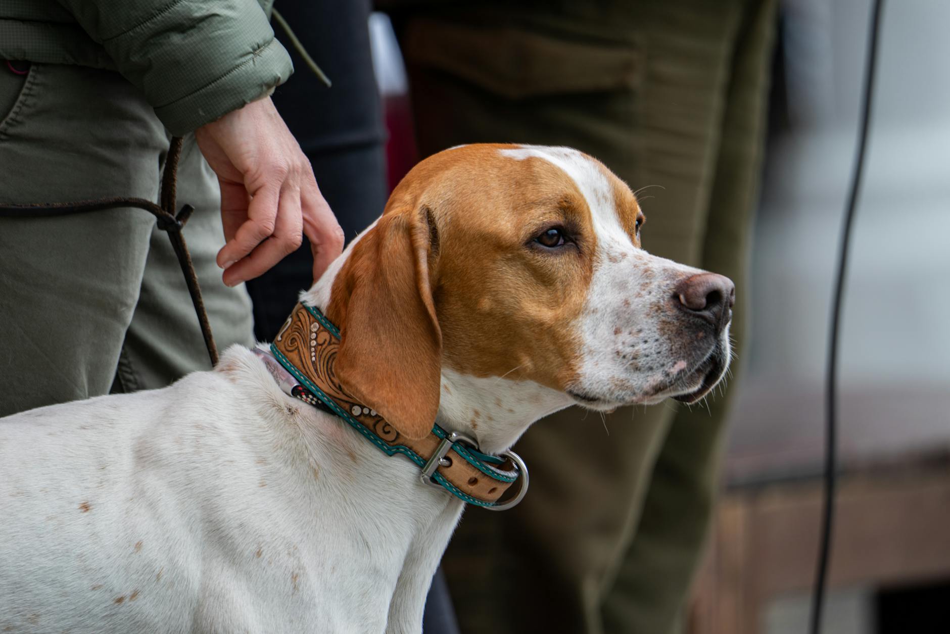 קונהאונד אמריקאי אנגלי