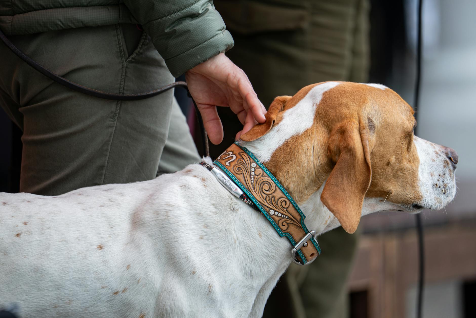 קונהאונד אמריקאי אנגלי