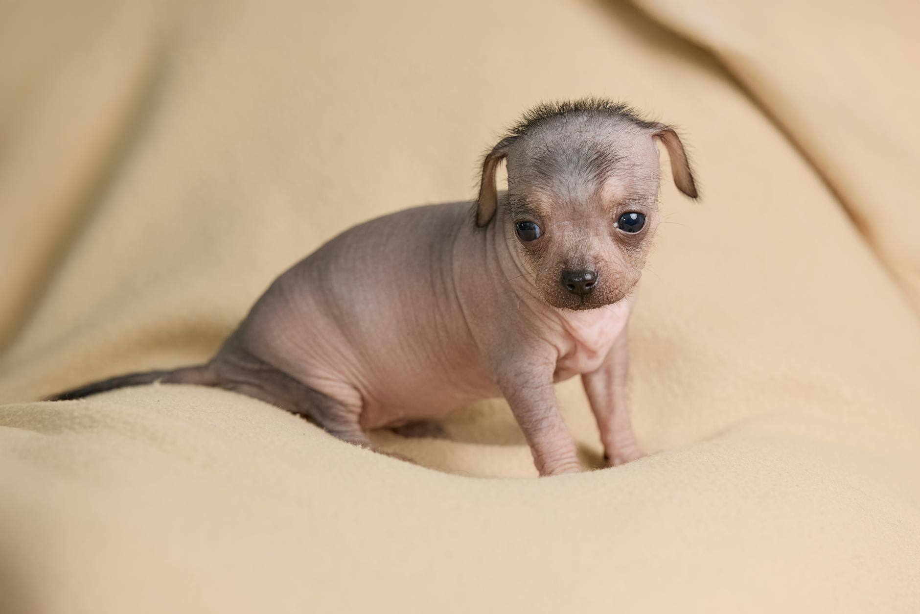 טרייר אמריקאי חסר שיער