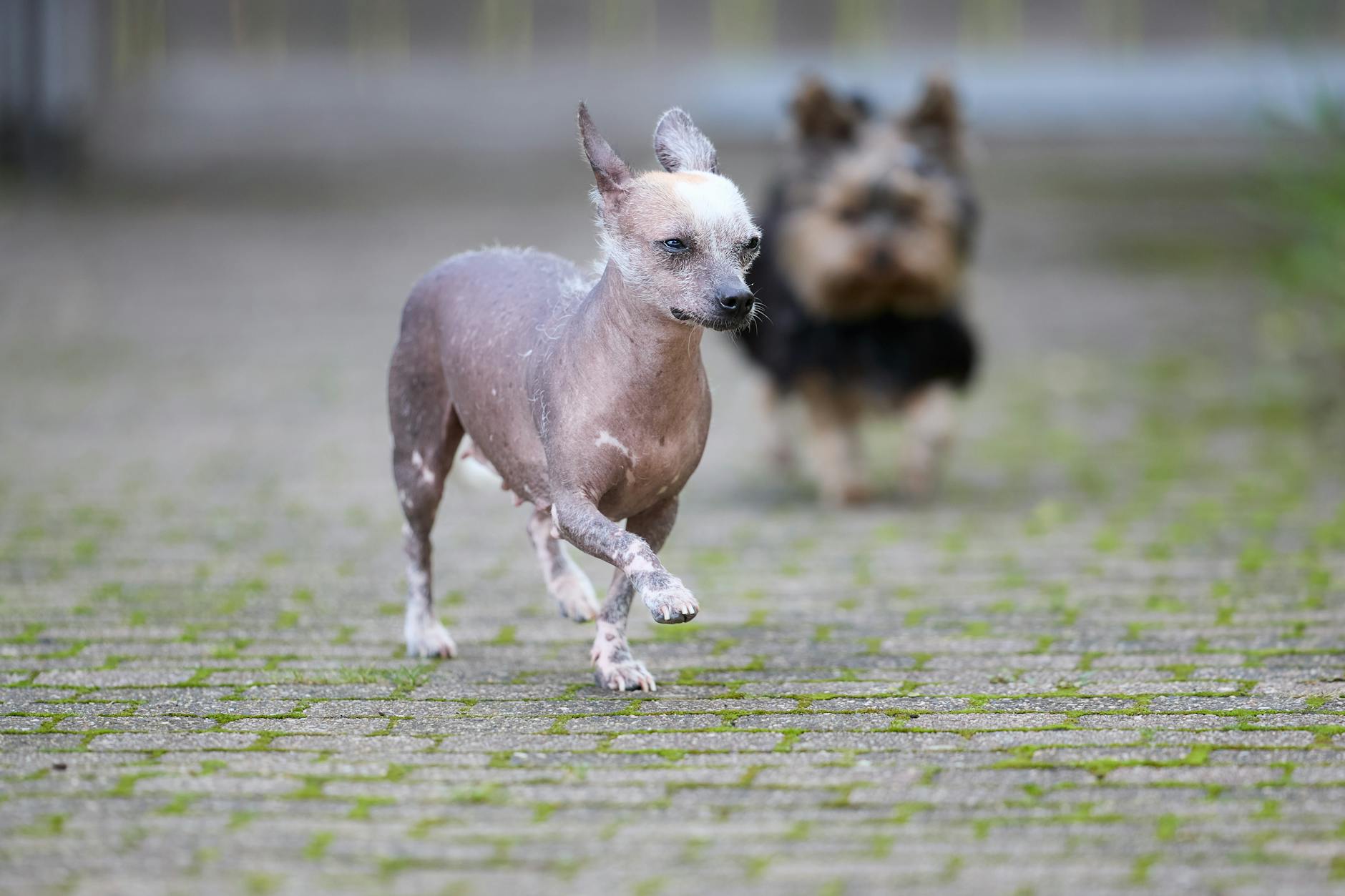 טרייר אמריקאי חסר שיער