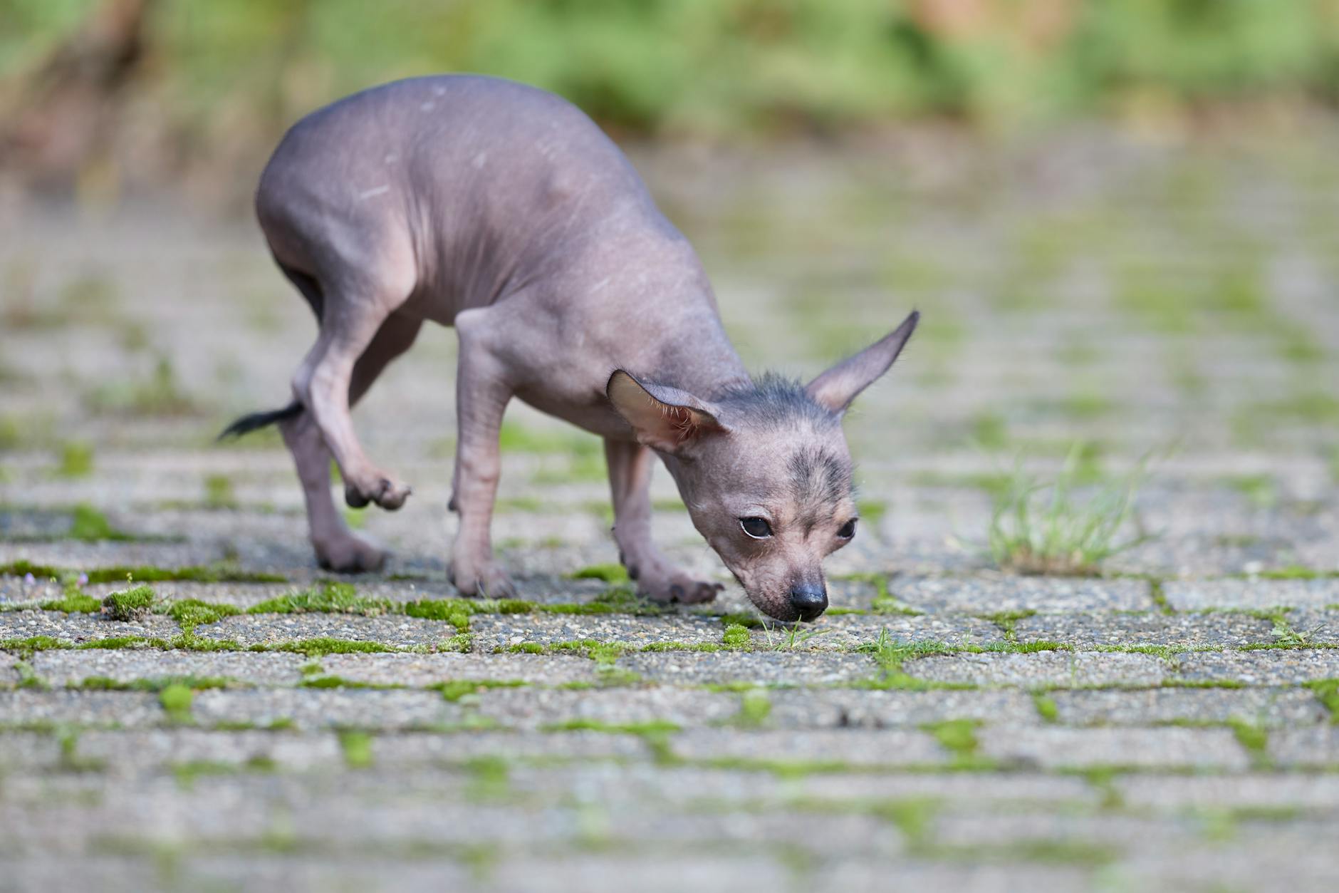 טרייר אמריקאי חסר שיער
