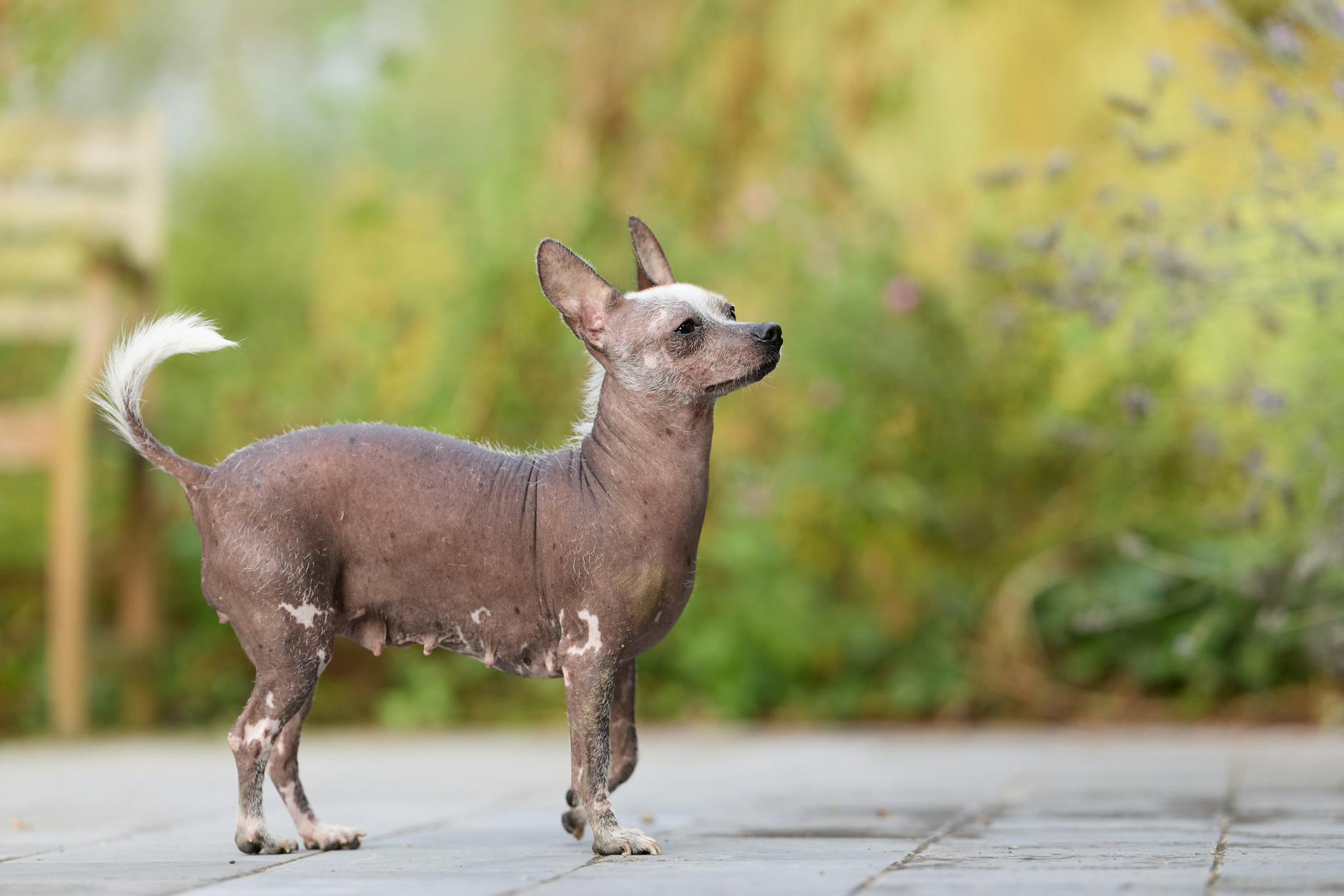 טרייר אמריקאי חסר שיער