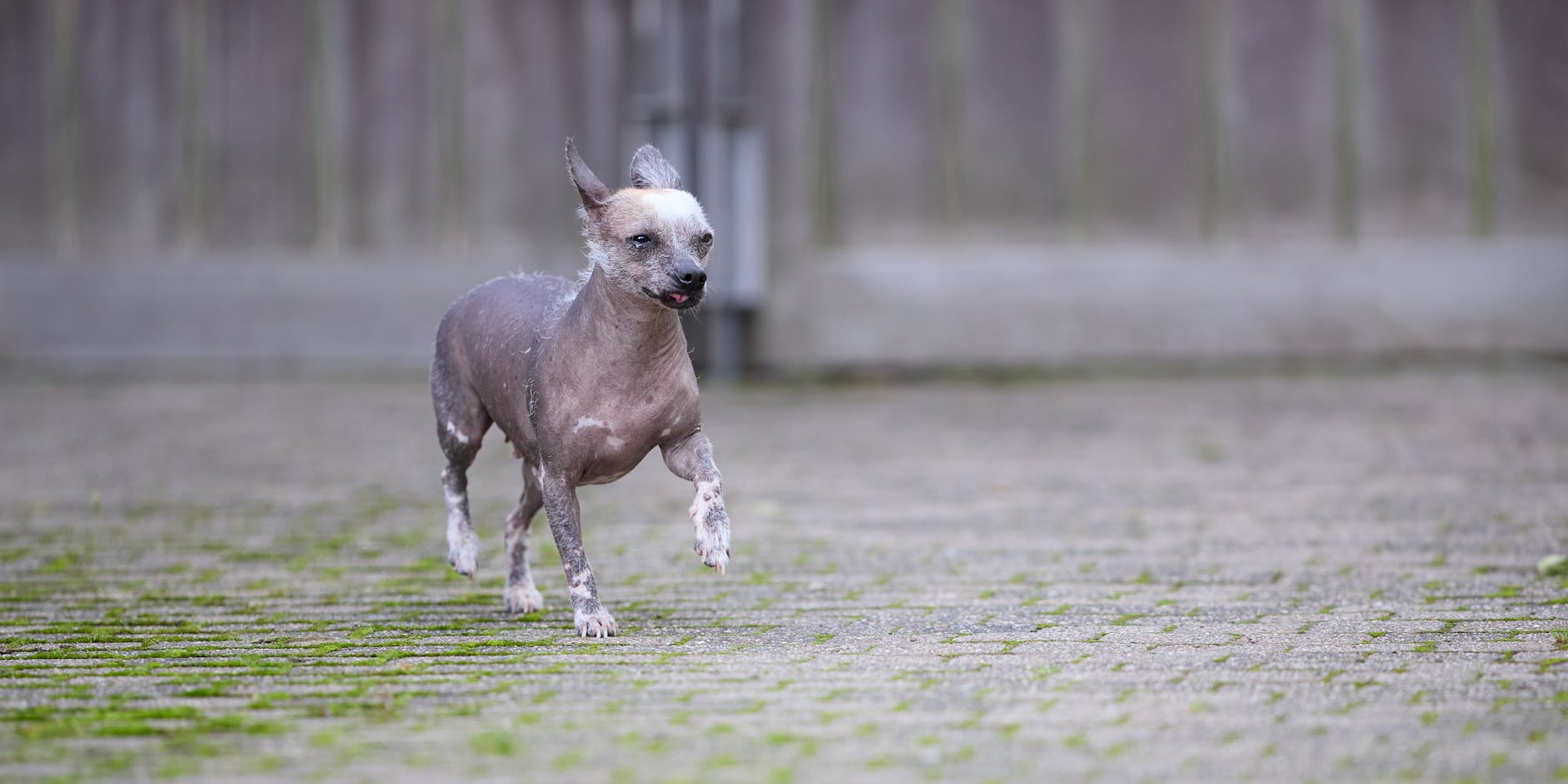 טרייר אמריקאי חסר שיער