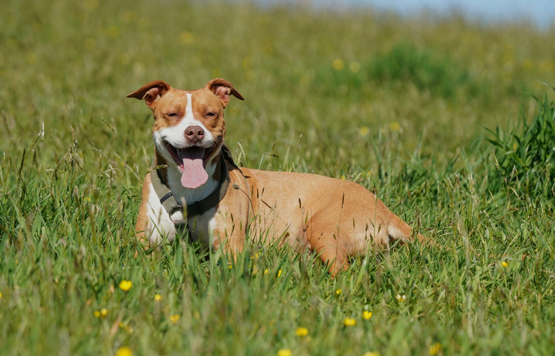 אמריקן פיט בול טרייר