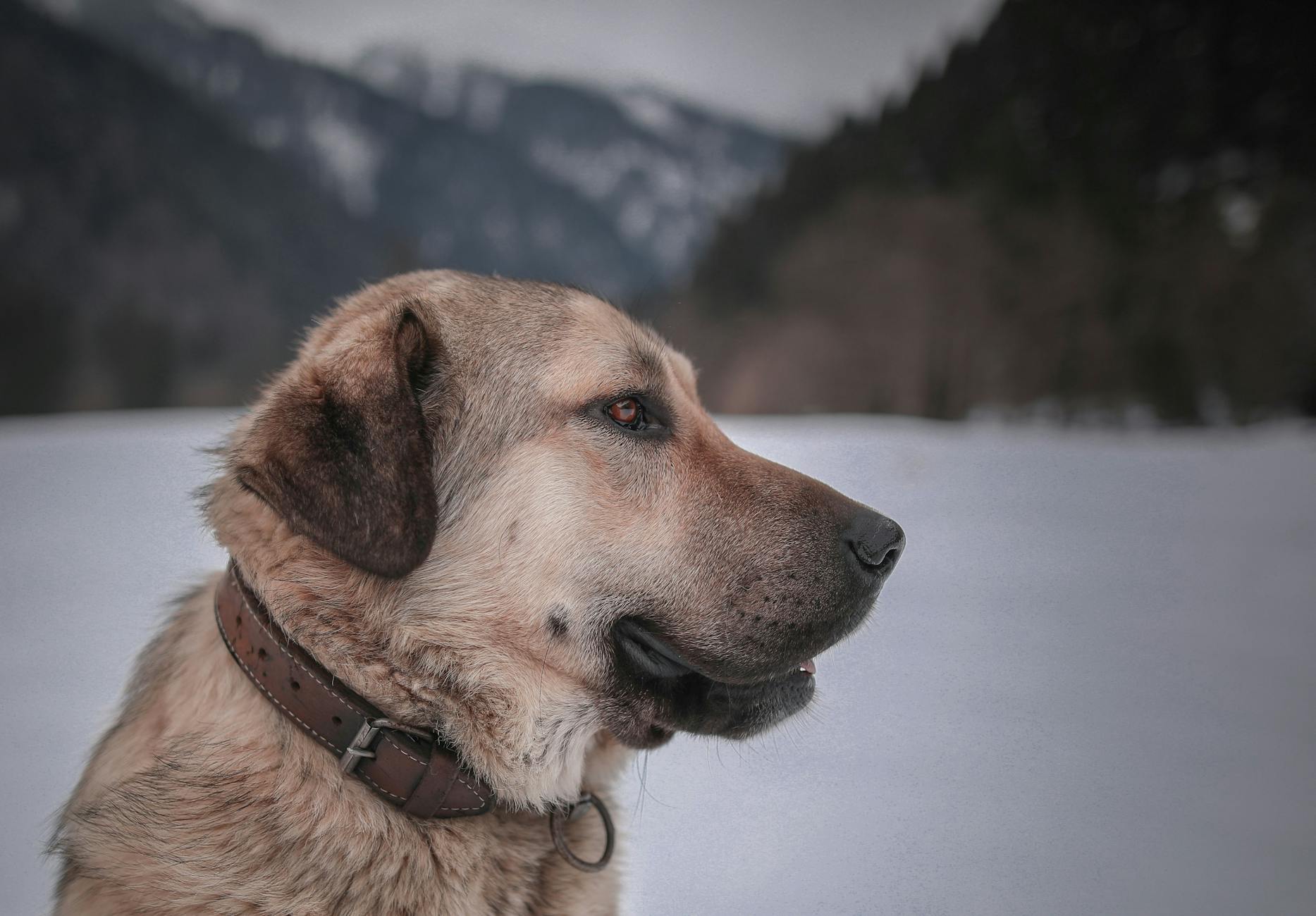רועה אנטולי
