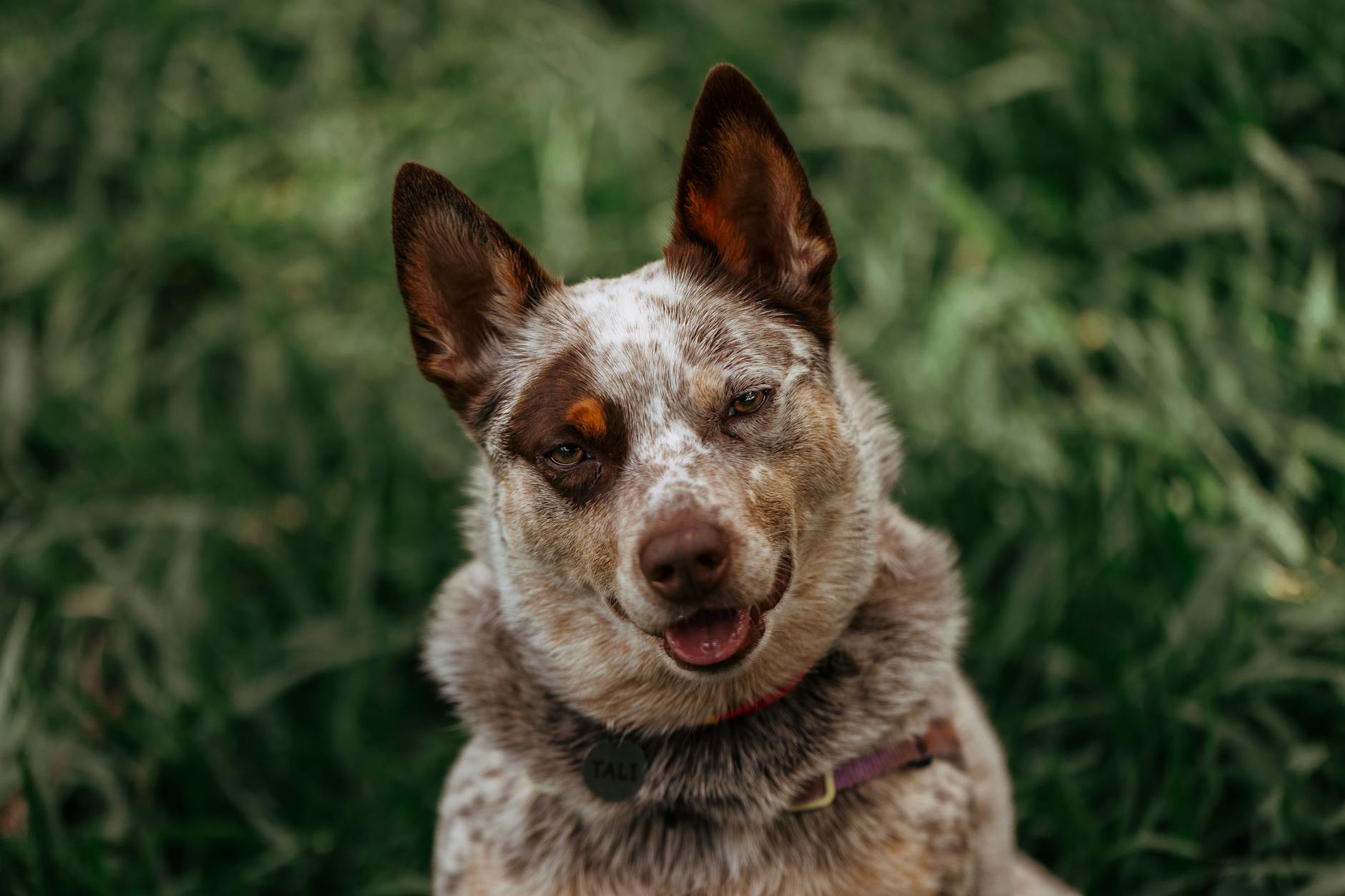 כלב בקר אוסטרלי