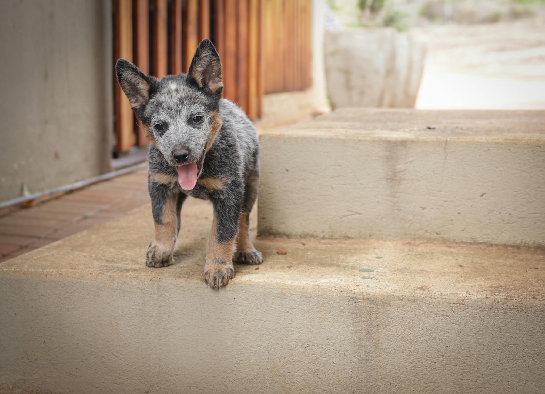 כלב בקר אוסטרלי