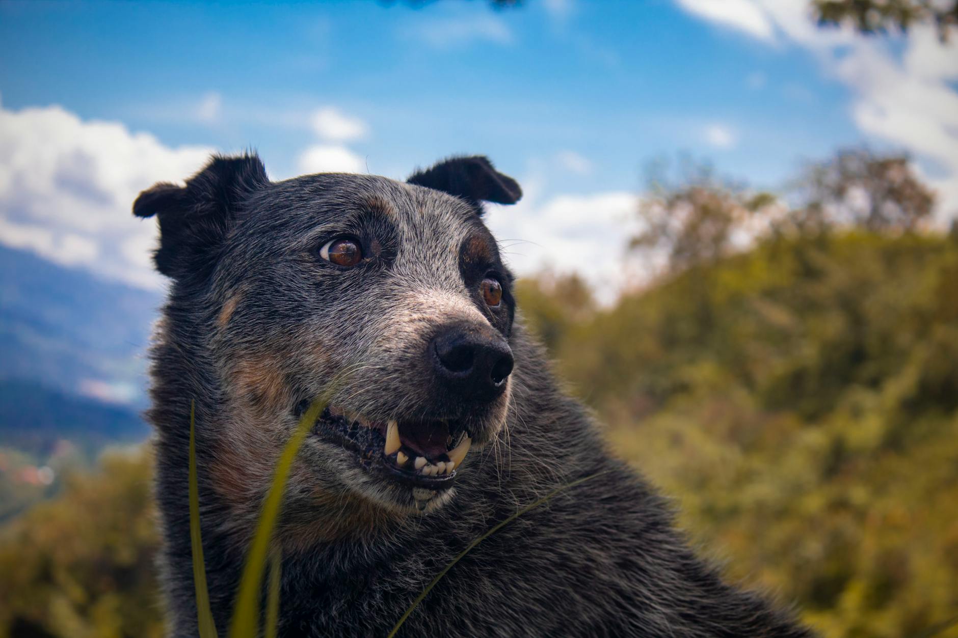 כלב בקר אוסטרלי