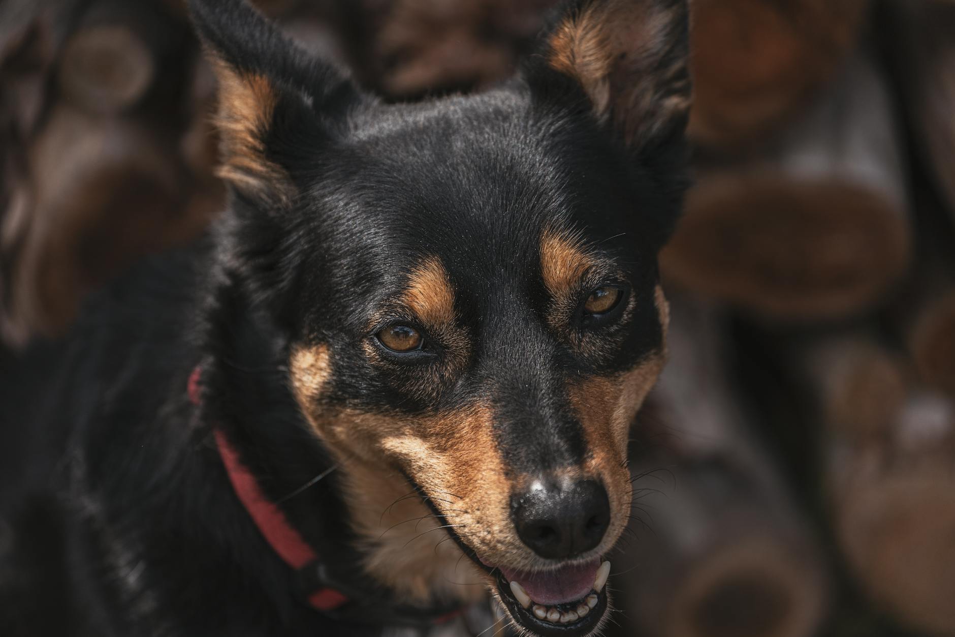 קלפי אוסטרלי