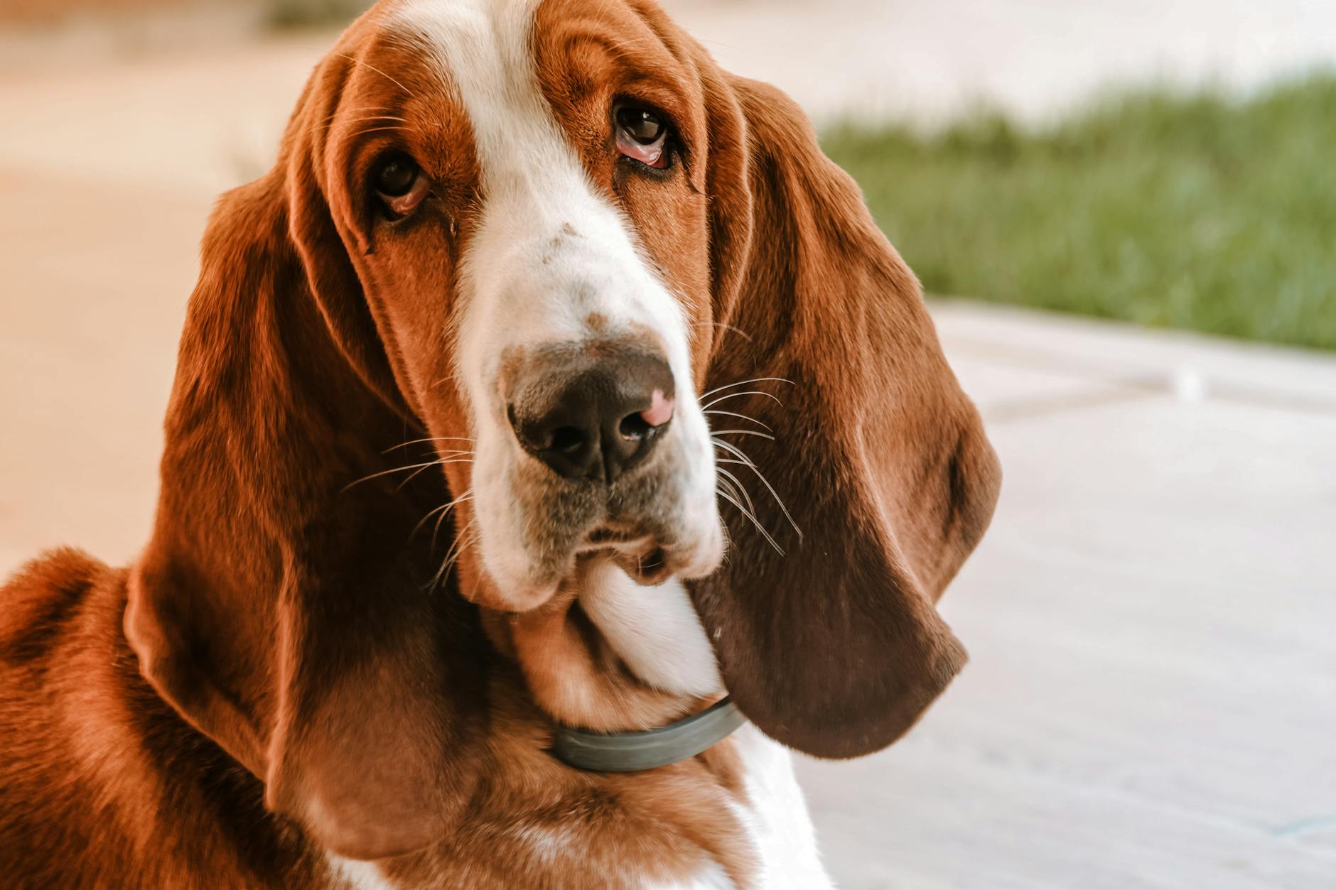 באסט בלו דה גסקון