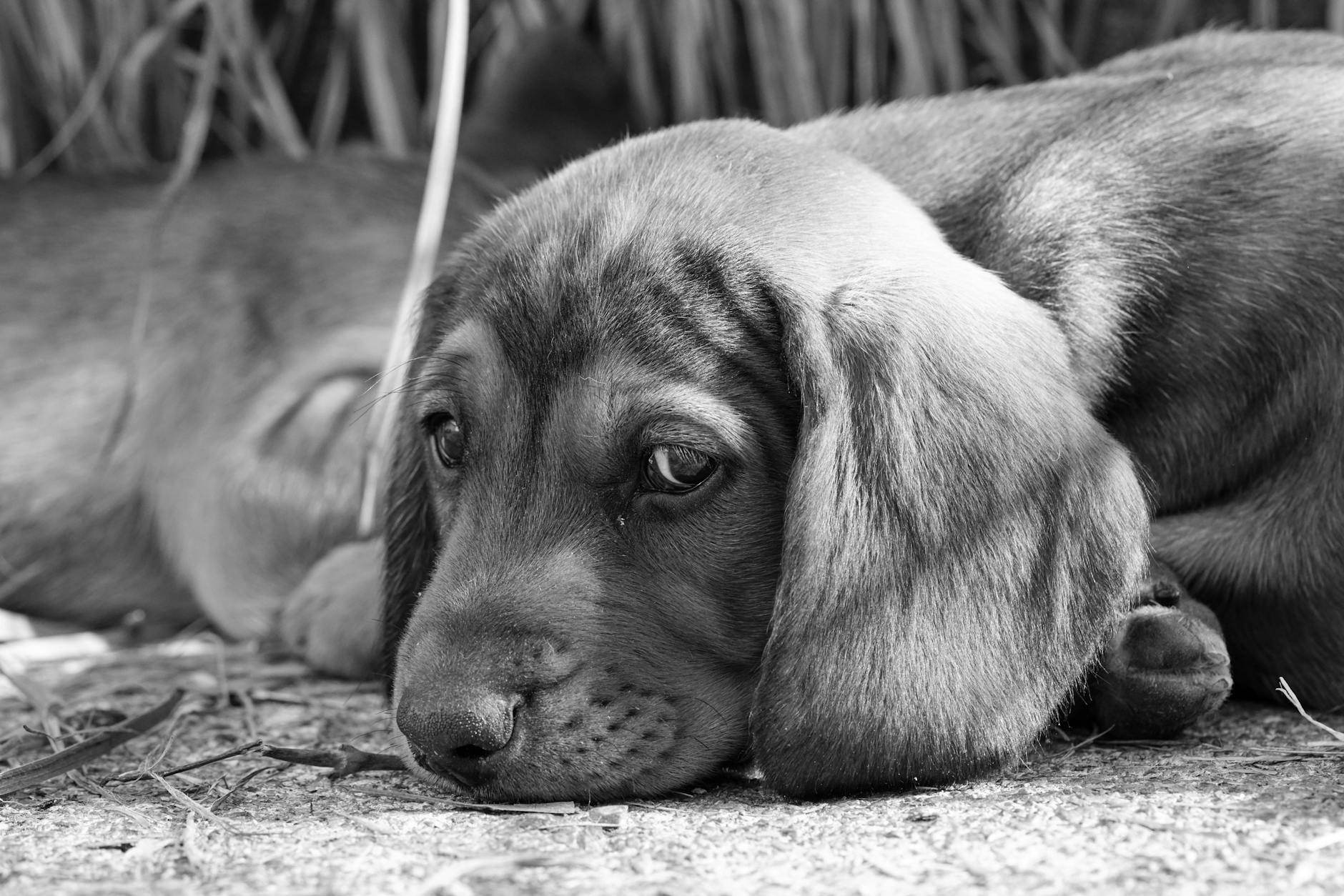 באסט פוב דה ברטאן