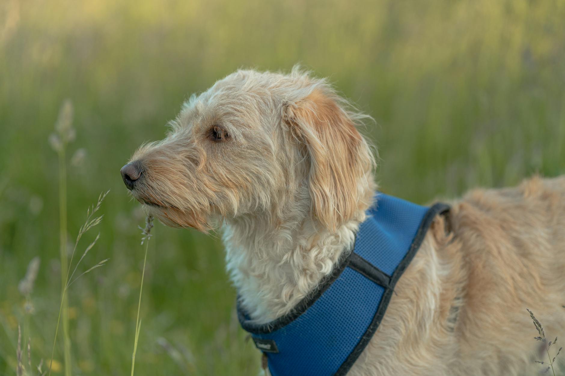 באסט פוב דה ברטאן