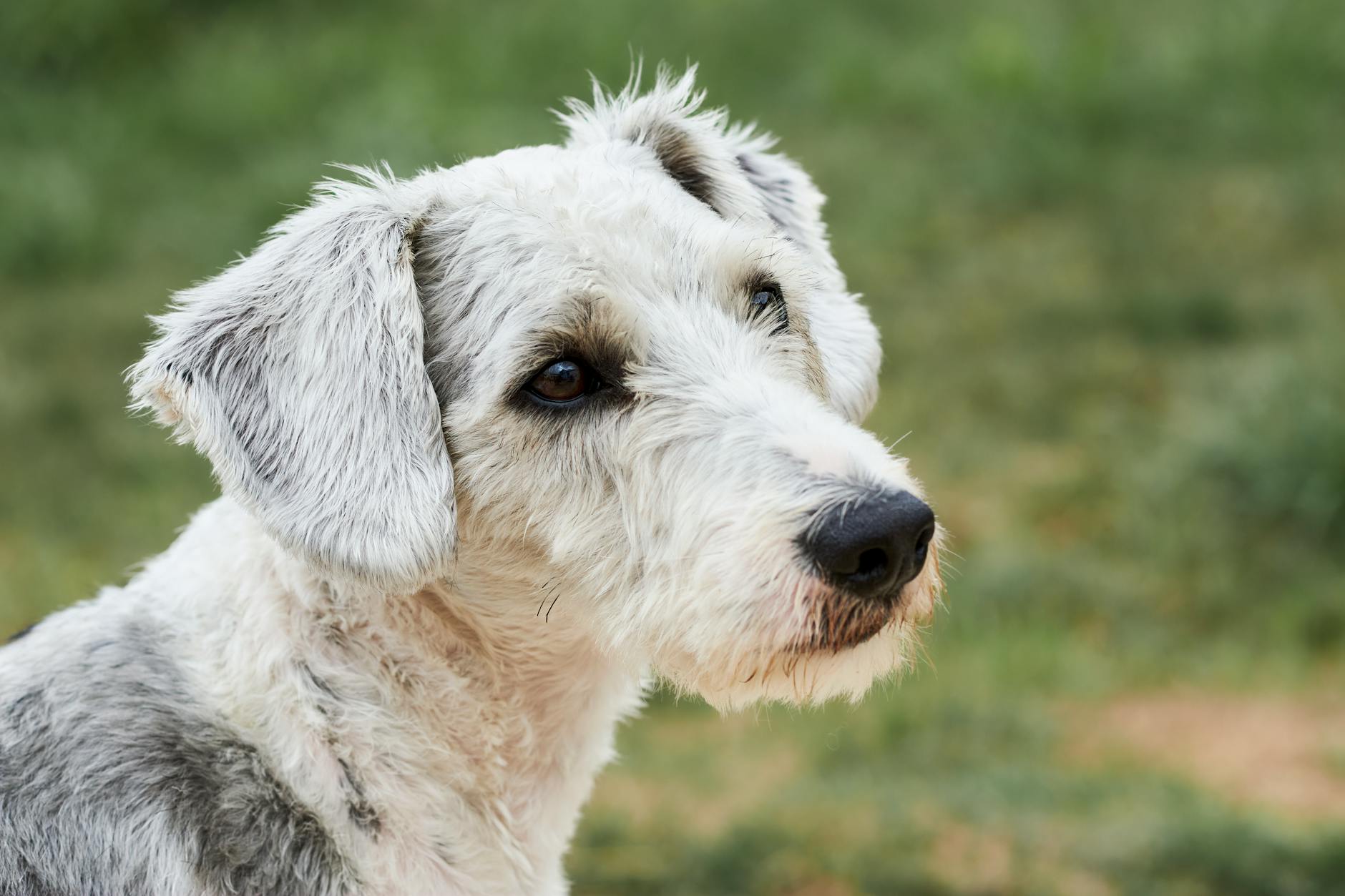 בדלינגטון טרייר