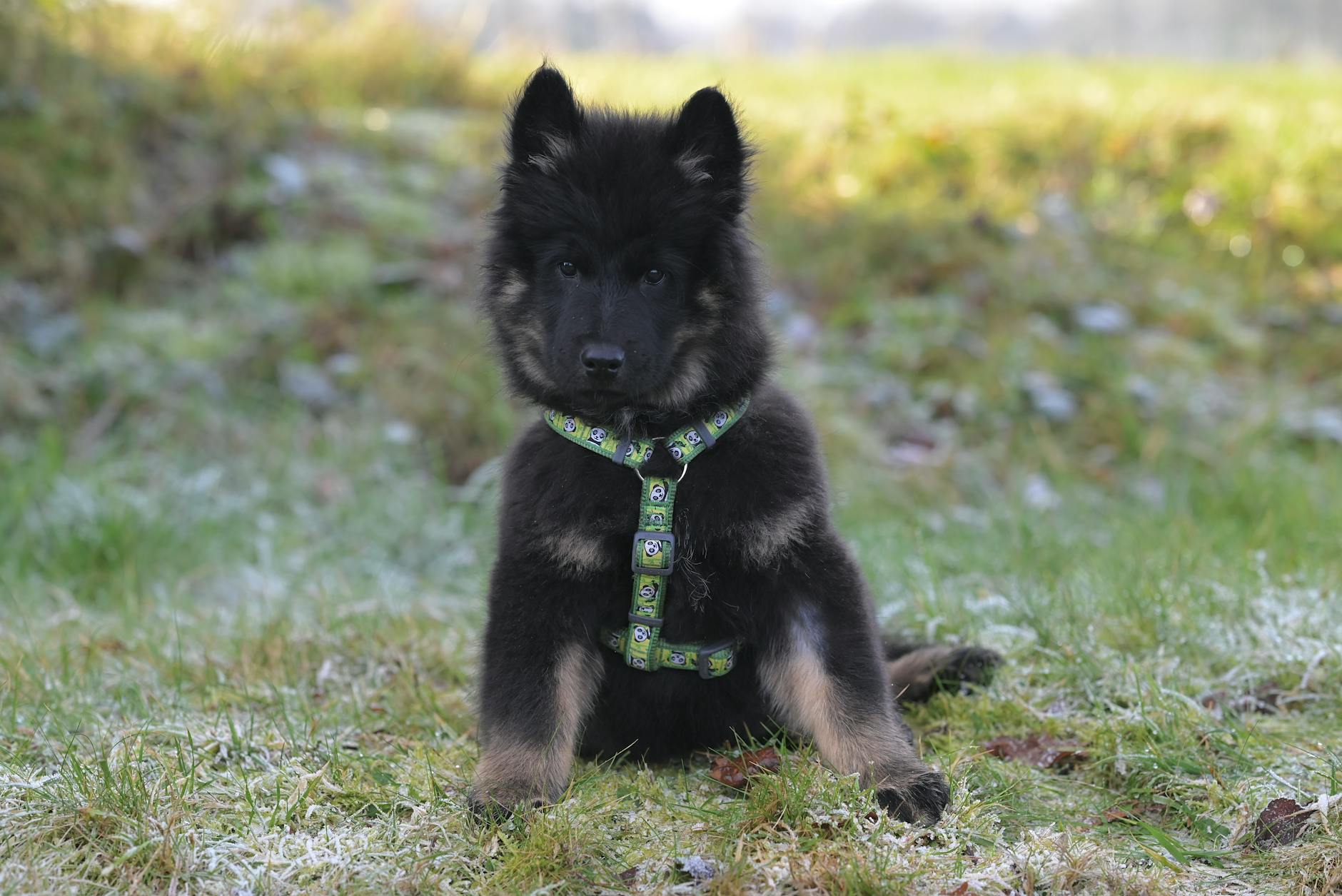 טרוורן בלגי