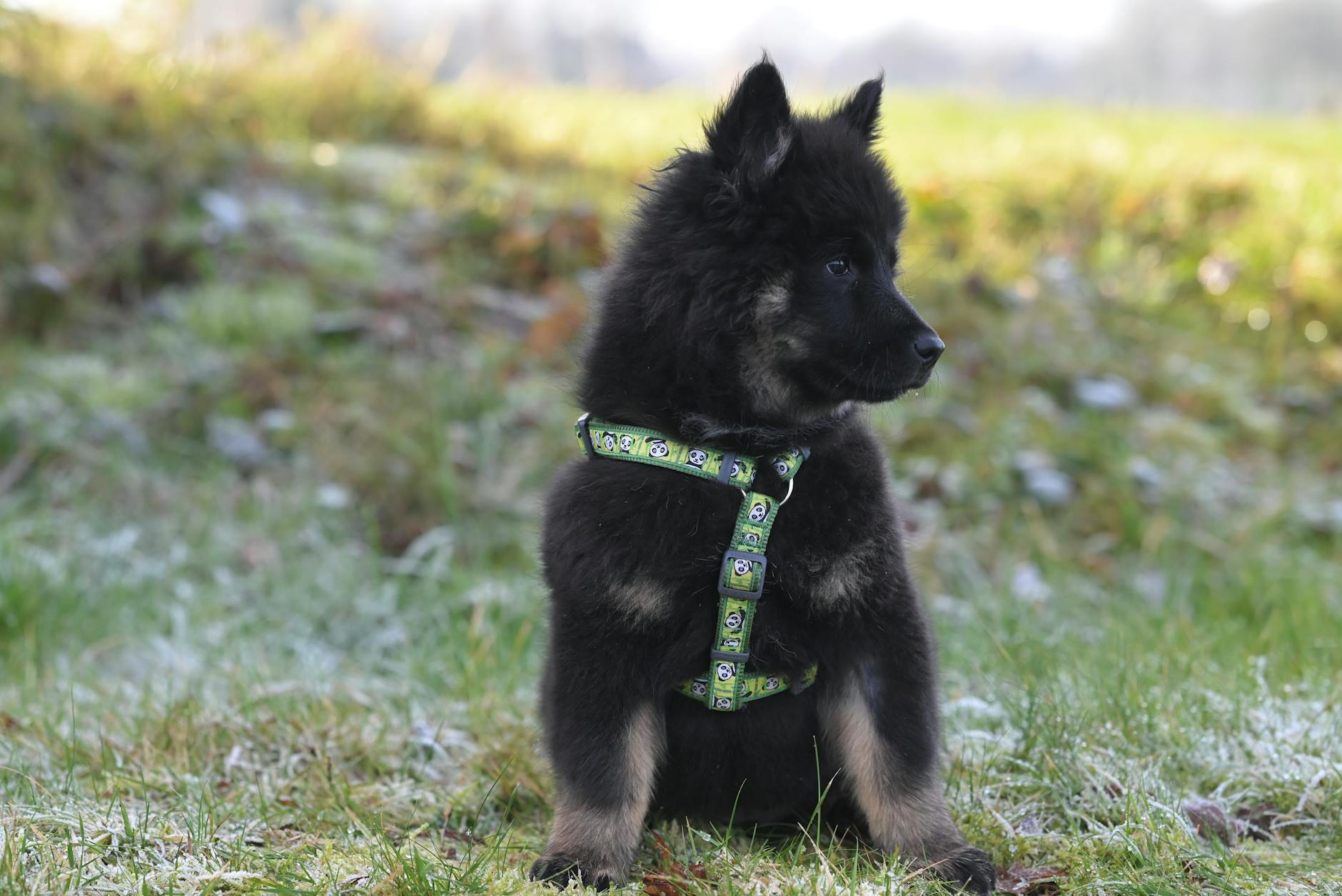 טרוורן בלגי