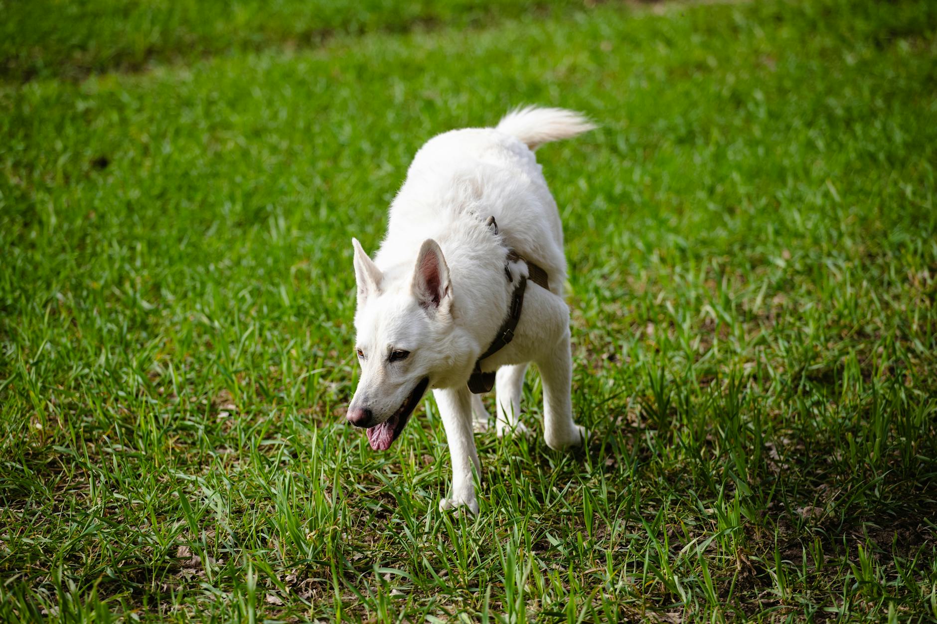 רועים שוויצרי לבן