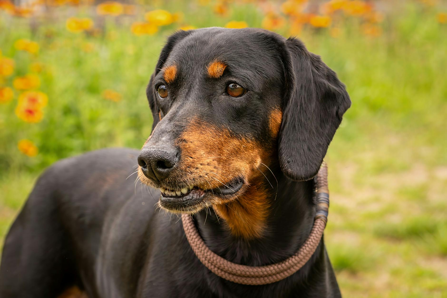 קונהאונד שחור וחום