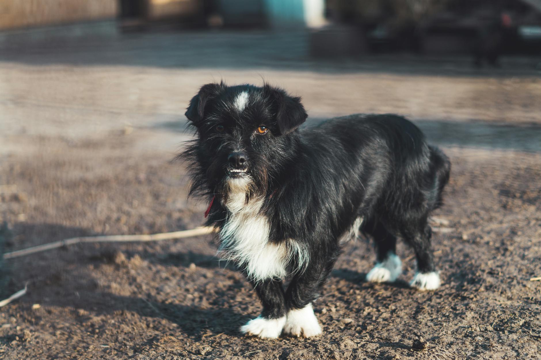 טרייר רוסי שחור