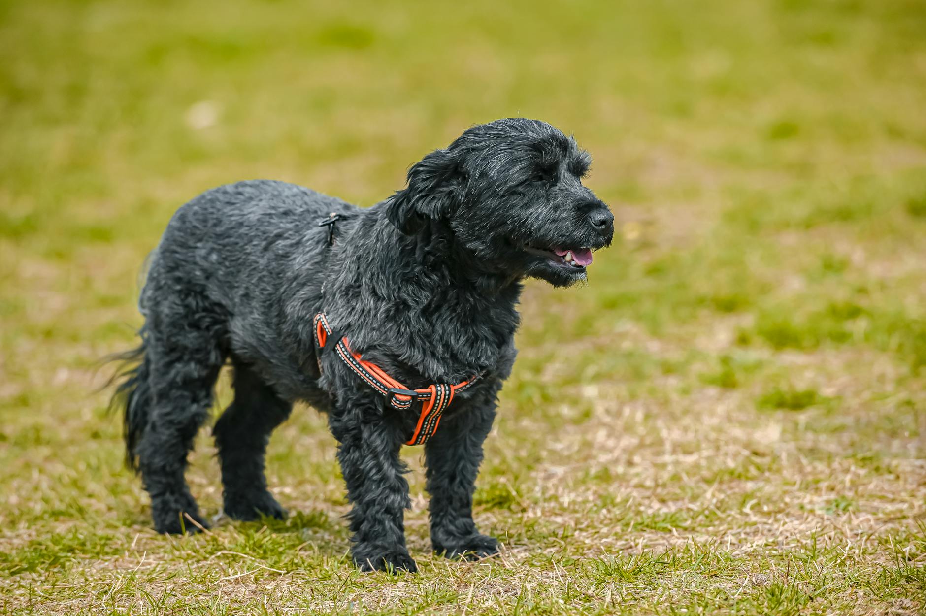 טרייר רוסי שחור