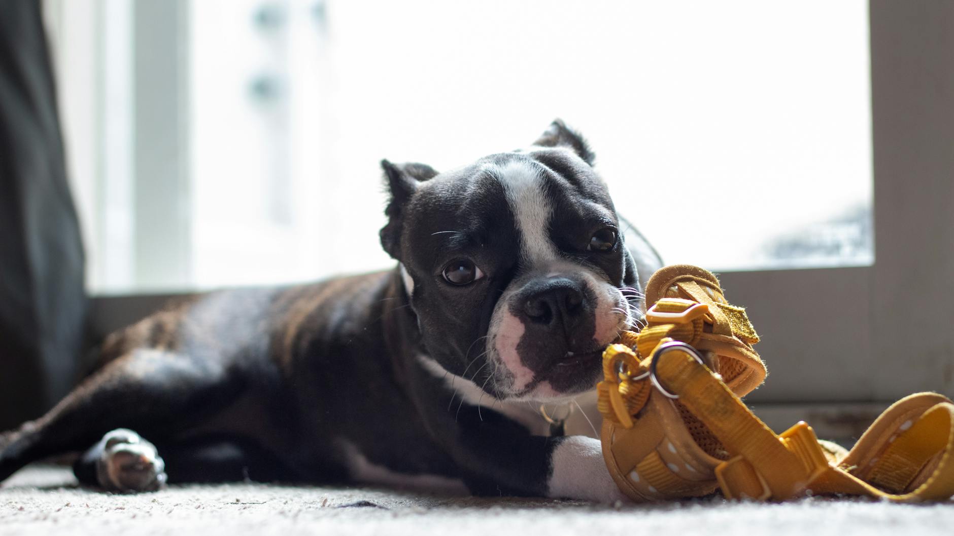 בוסטון טרייר