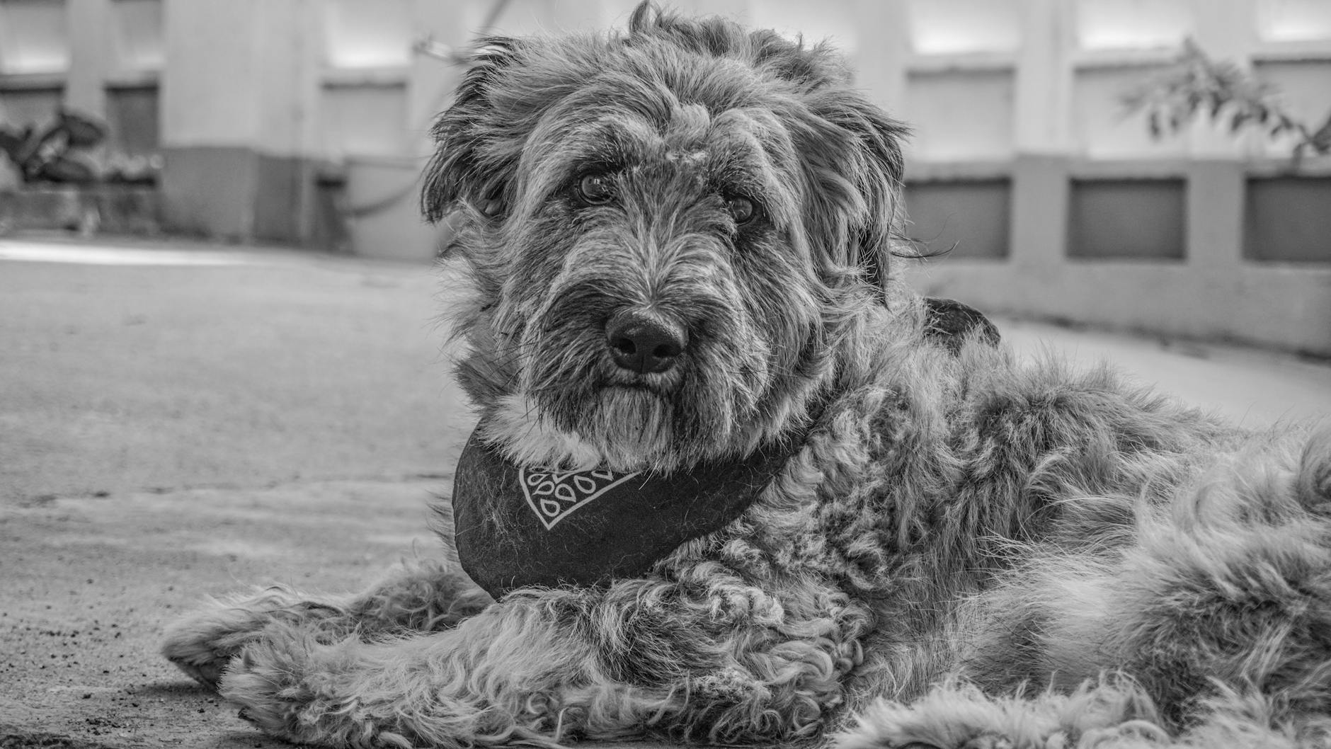 בובייה דה פלאנדר