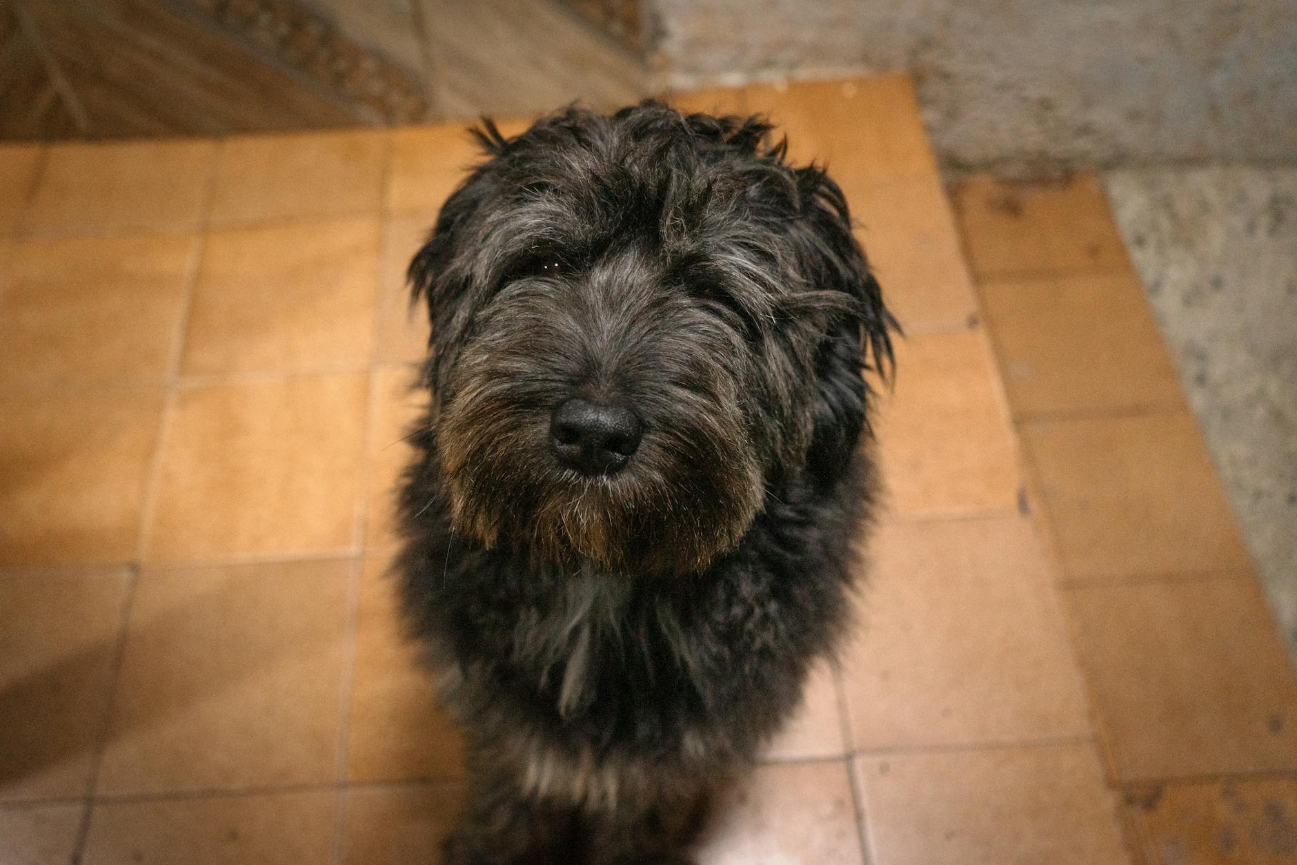 בובייה דה פלאנדר