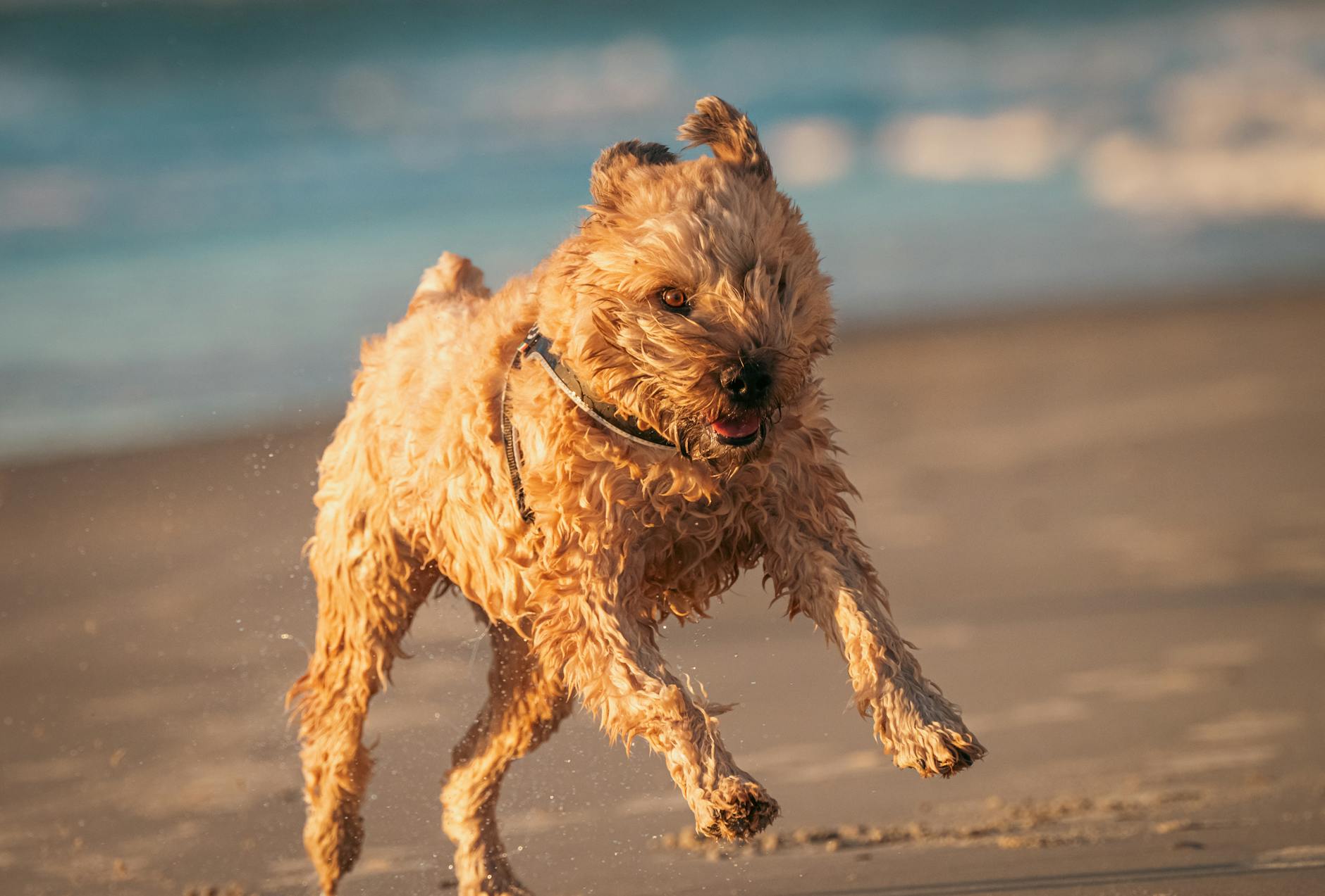 בובייה דה פלאנדר
