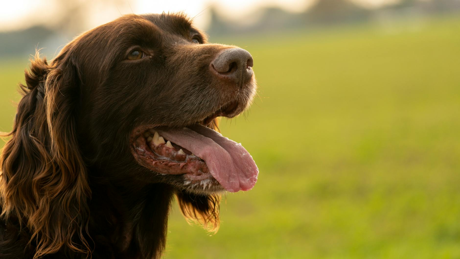 בויקין ספניאל