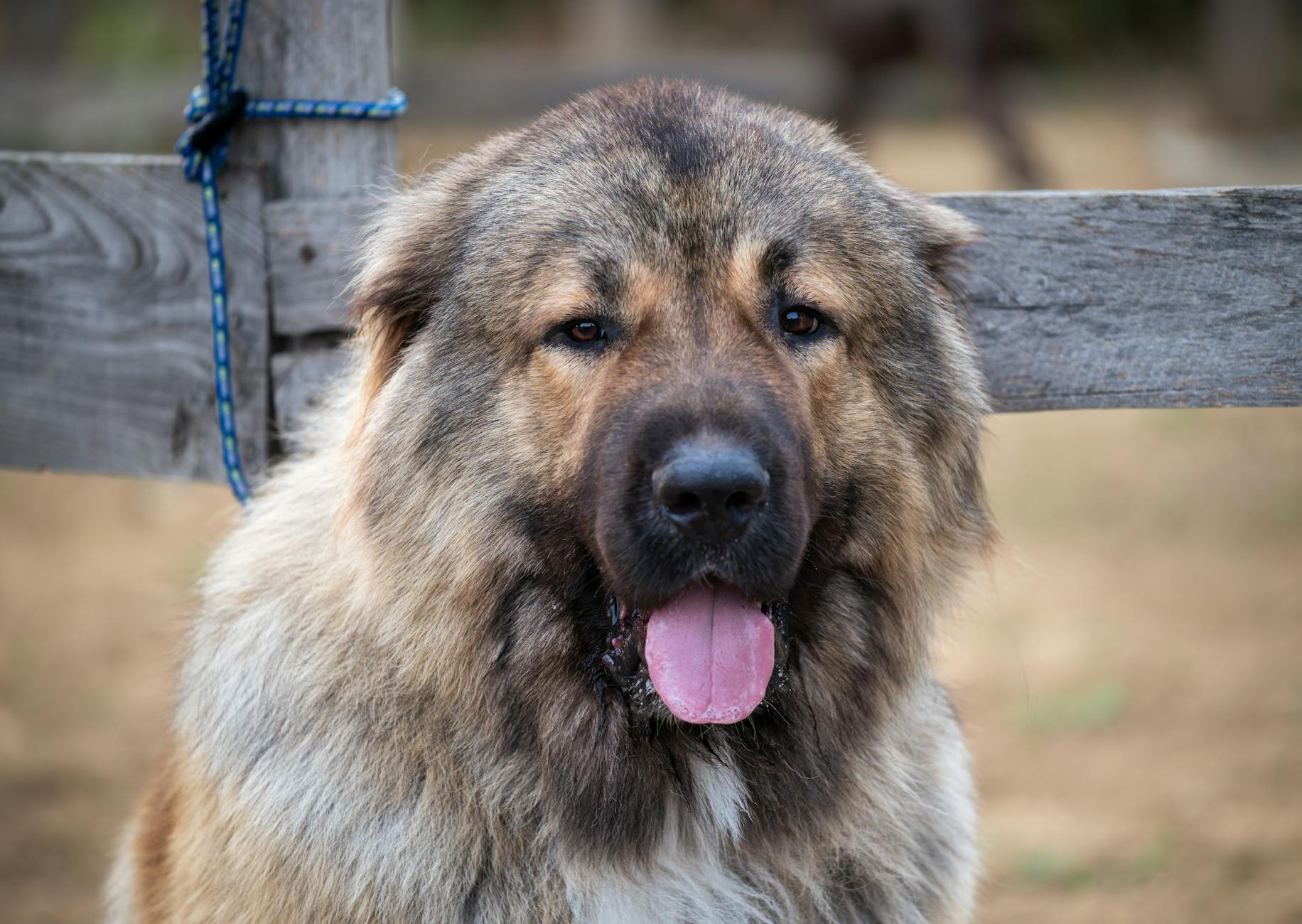רועה קווקזי