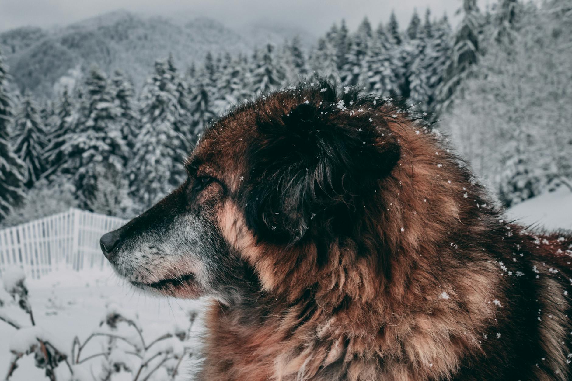 רועה קווקזי