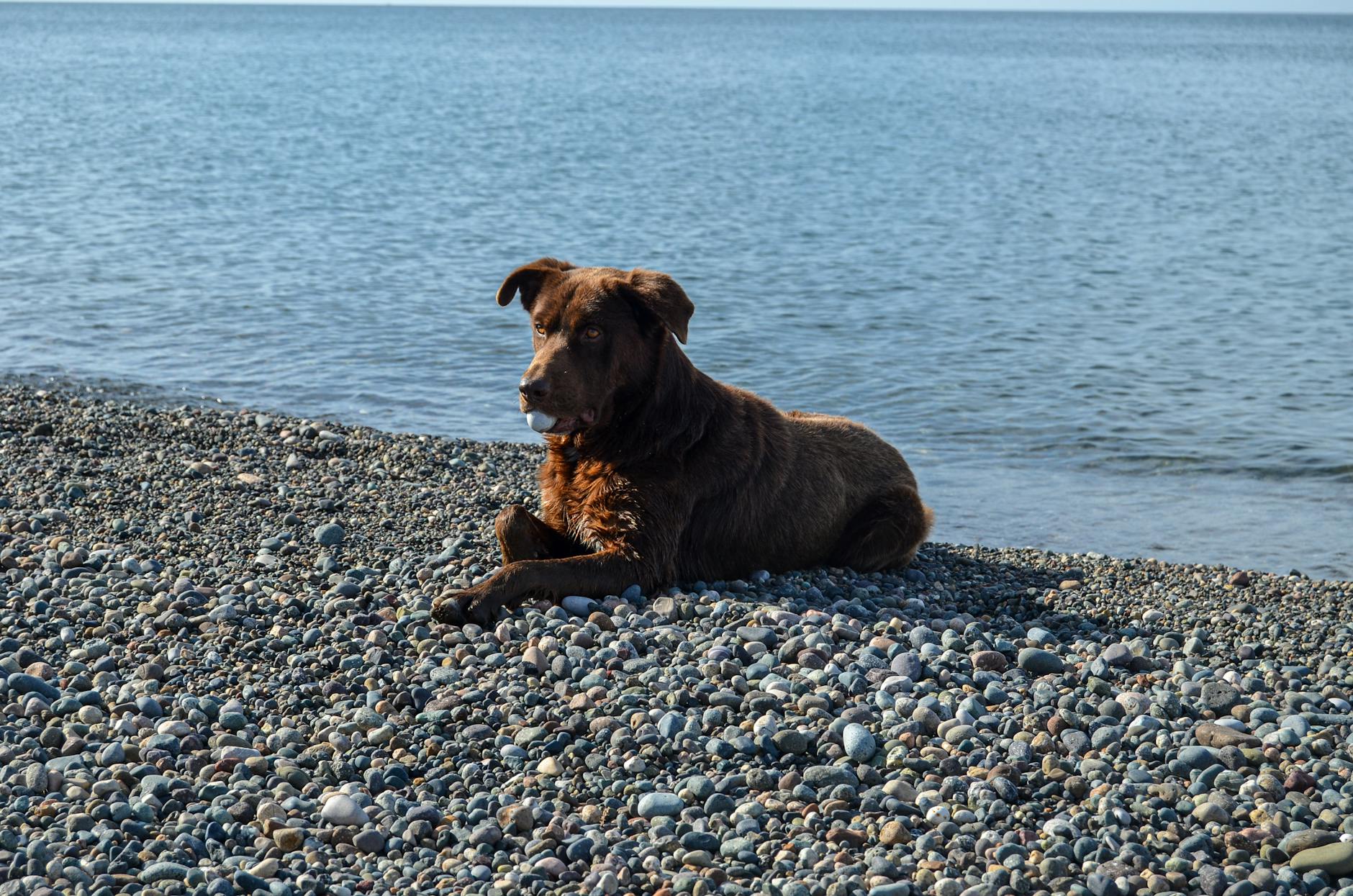 צ'סאפיק ביי רטריבר