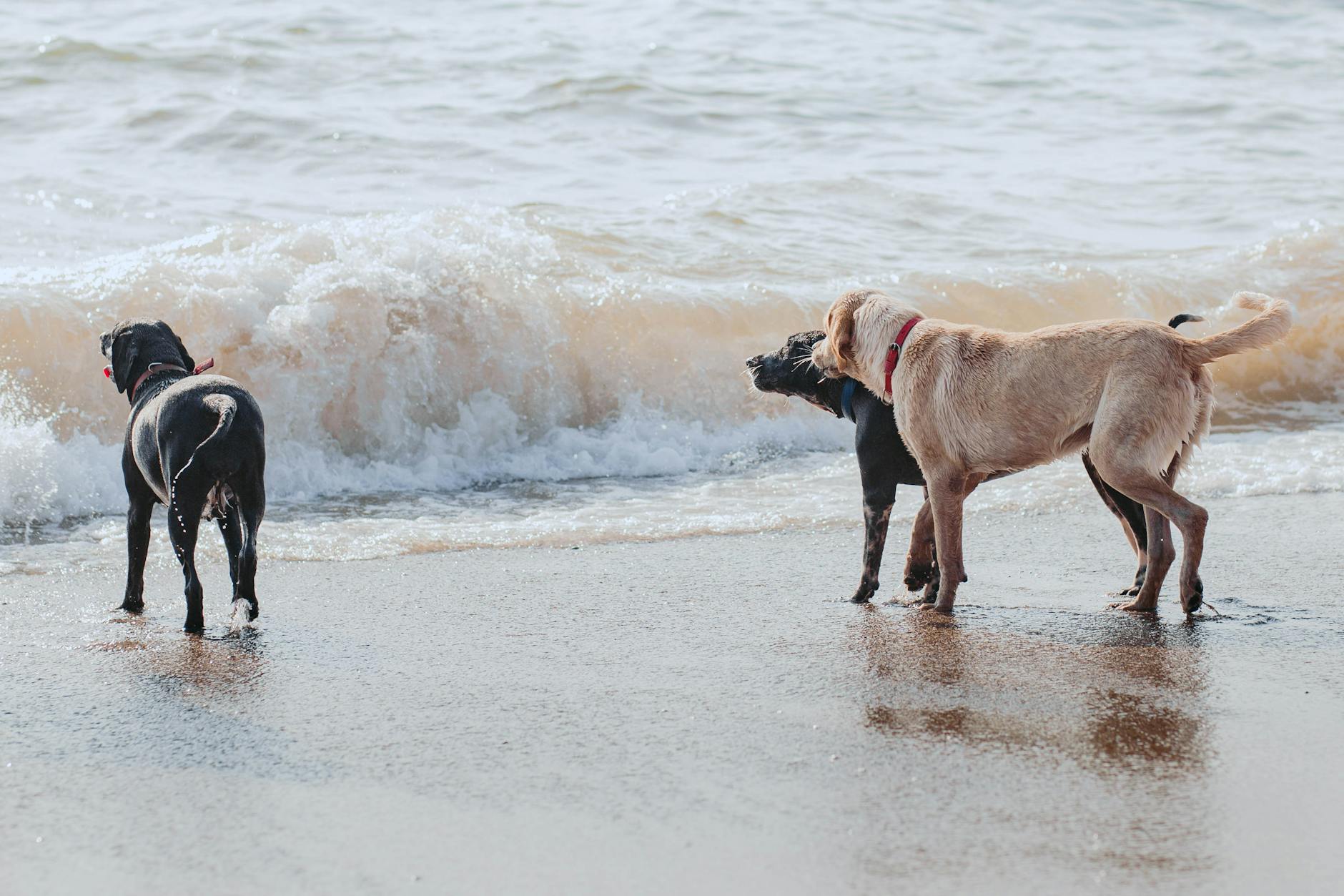 צ'סאפיק ביי רטריבר