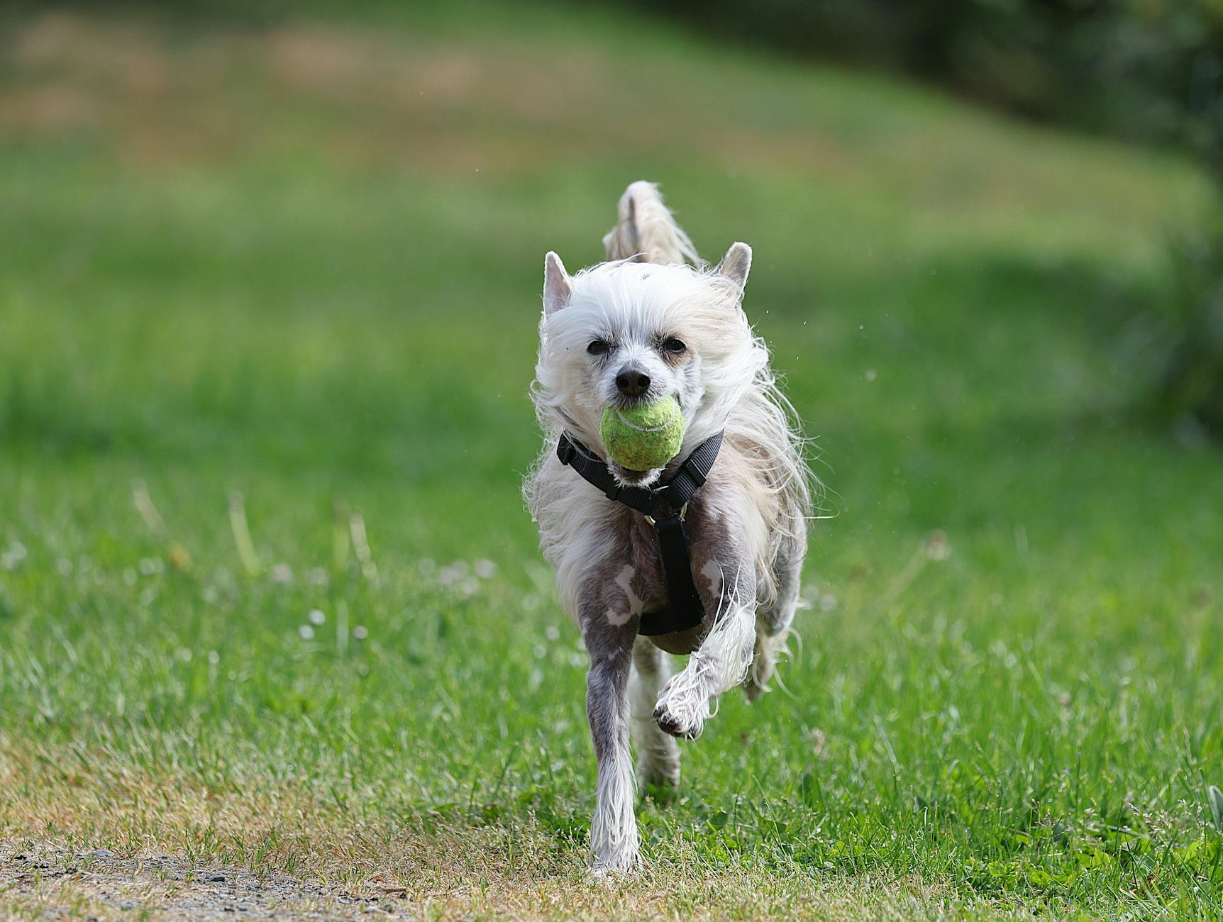 צ'איניז קרסטד