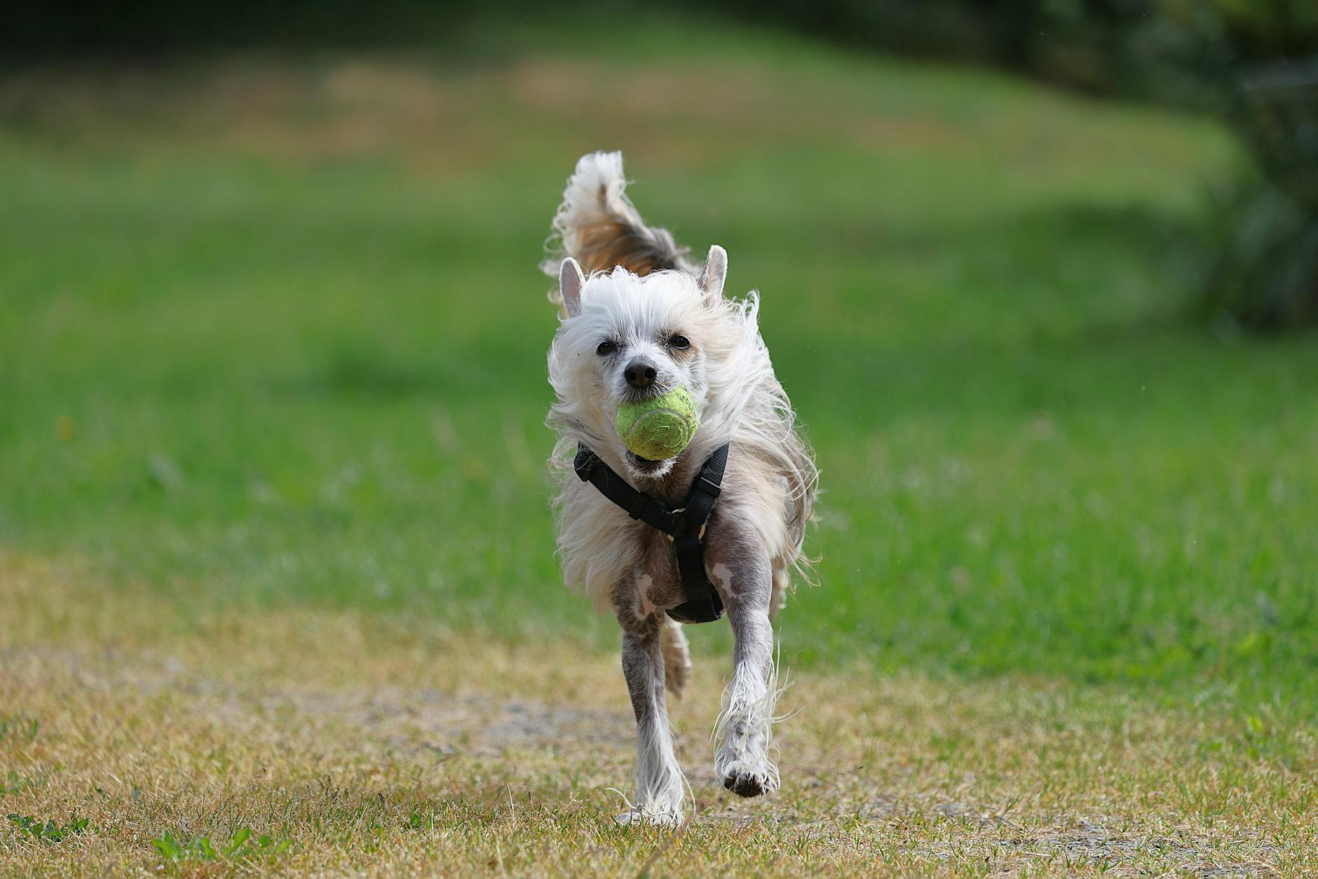 צ'איניז קרסטד