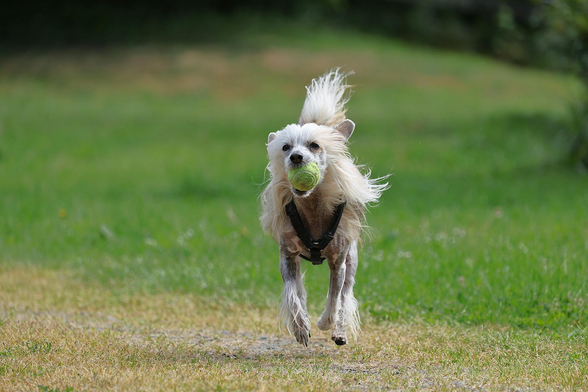 צ'איניז קרסטד