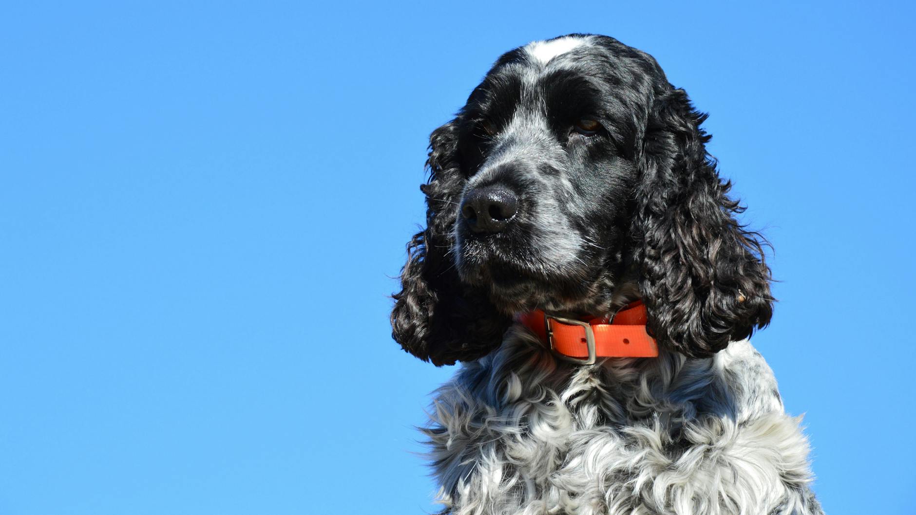 קלאמבר ספניאל