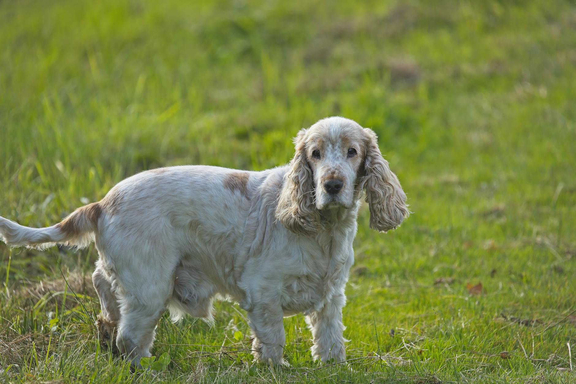 קלאמבר ספניאל