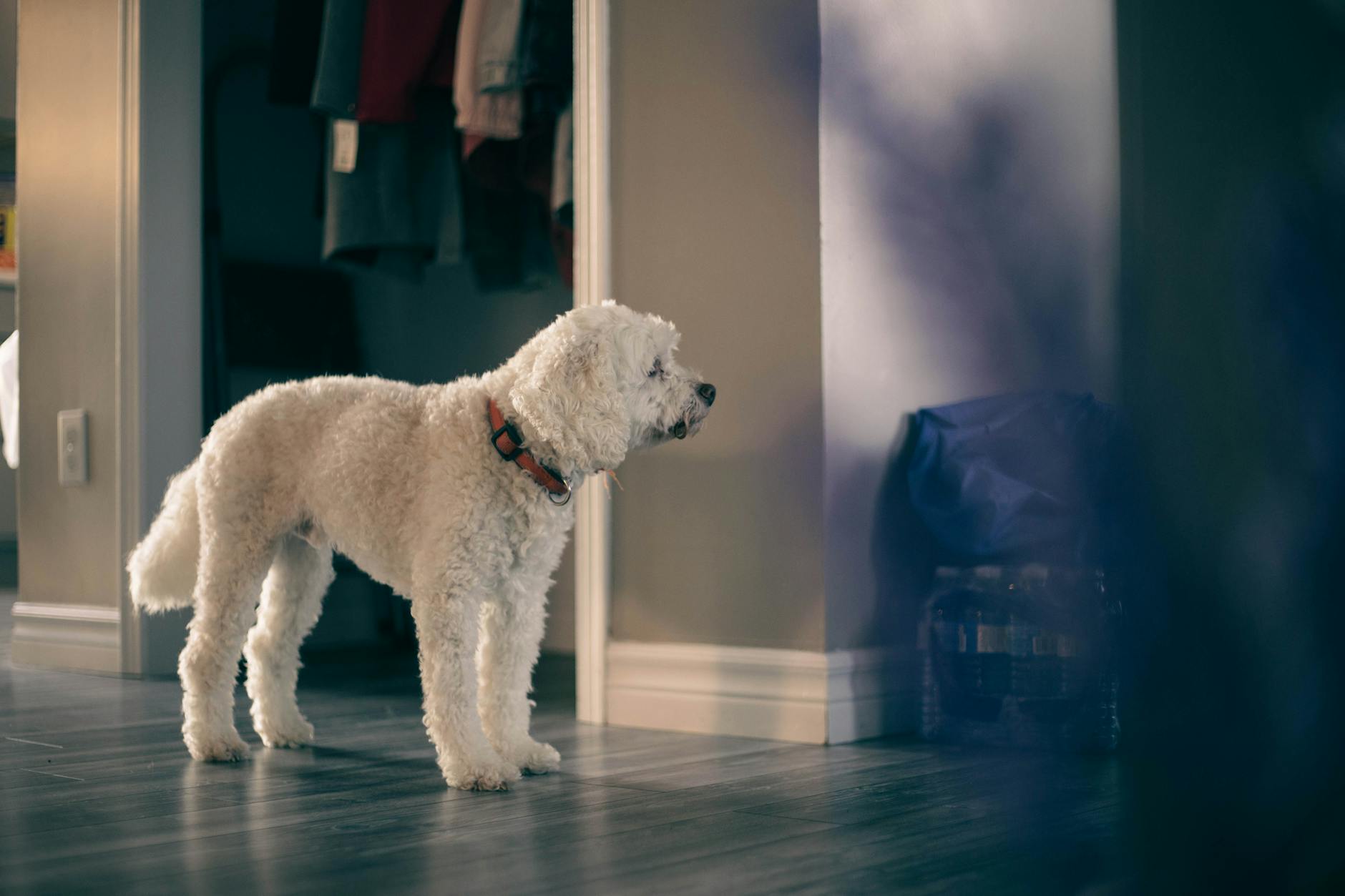 קוטון דה טוליאר