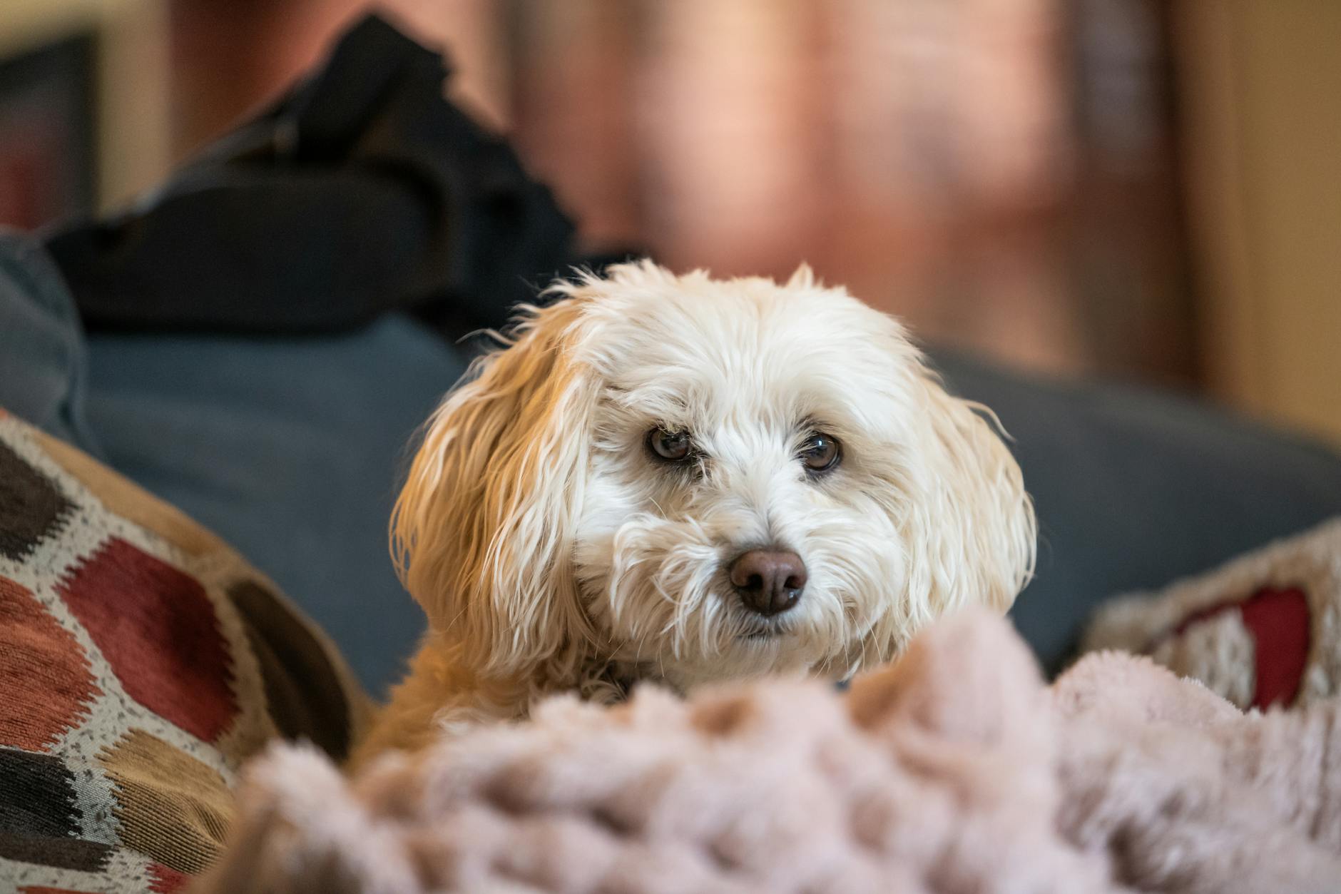 קוטון דה טוליאר
