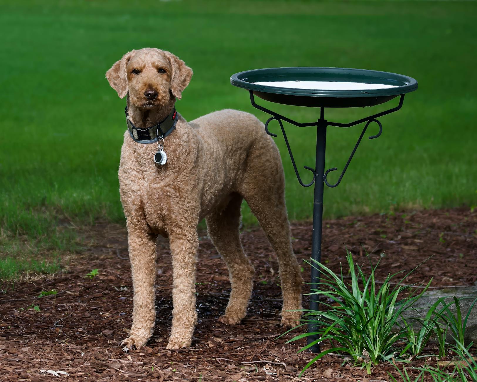 רטריבר מתולתל