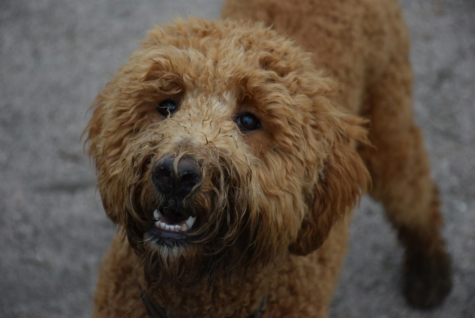 רטריבר מתולתל