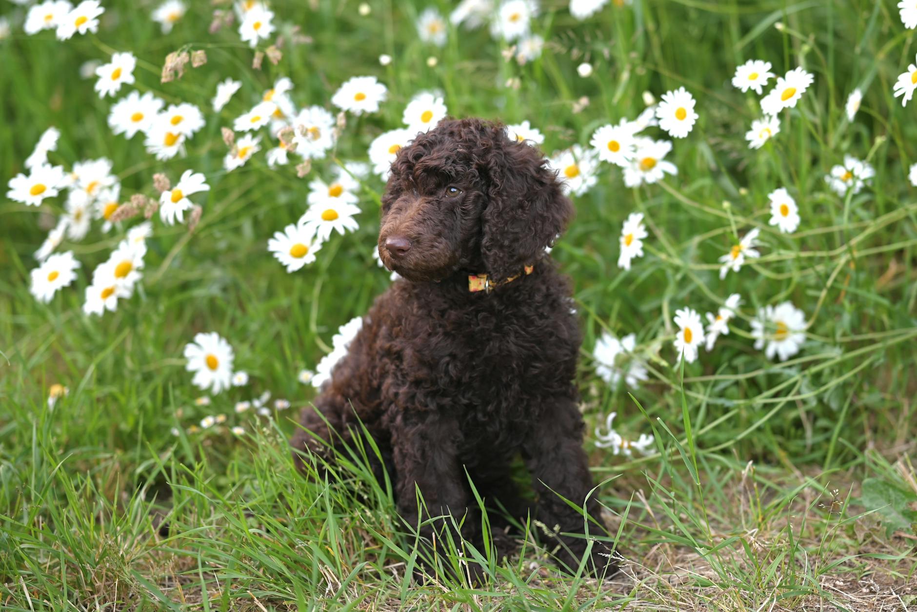 רטריבר מתולתל