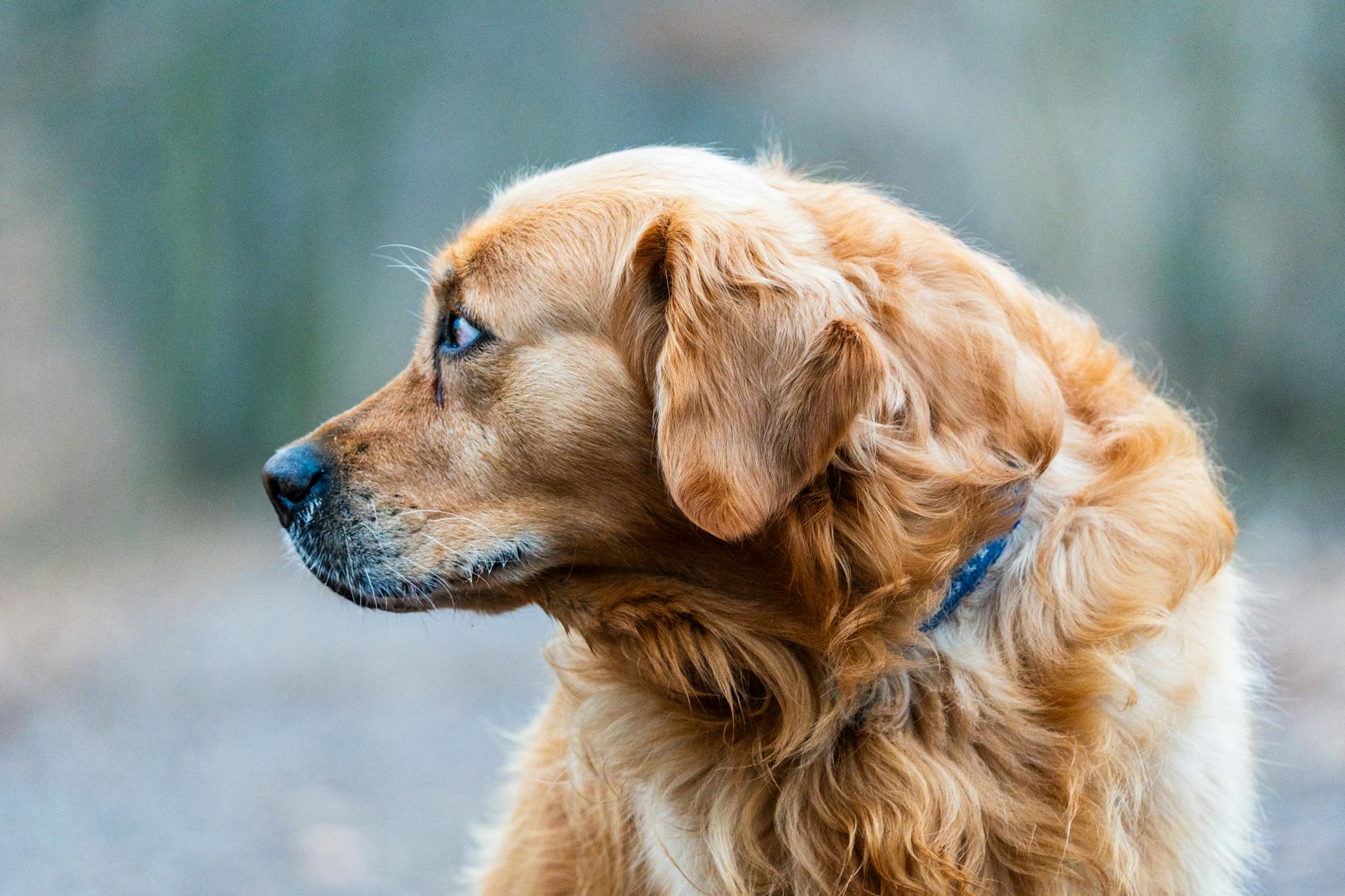 רטריבר מתולתל