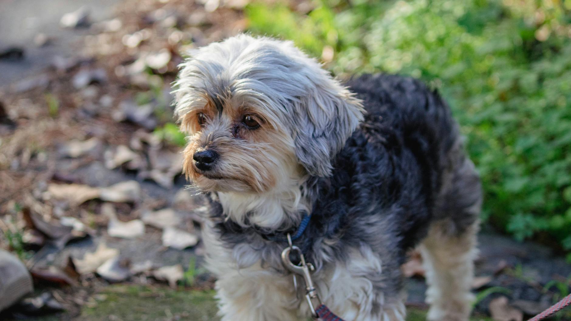 דנדי דינמונט טרייר